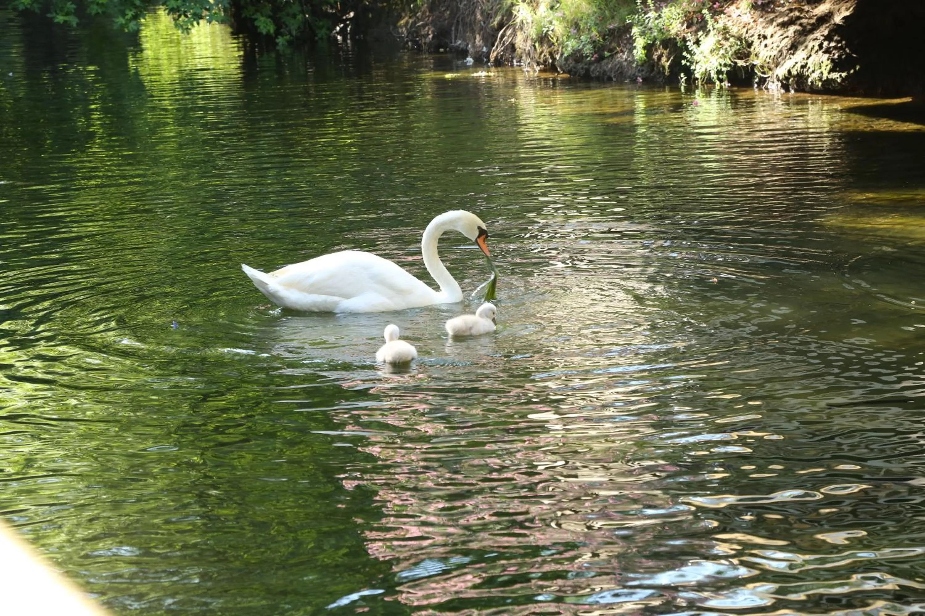 Pets in Golden Key Bordubet