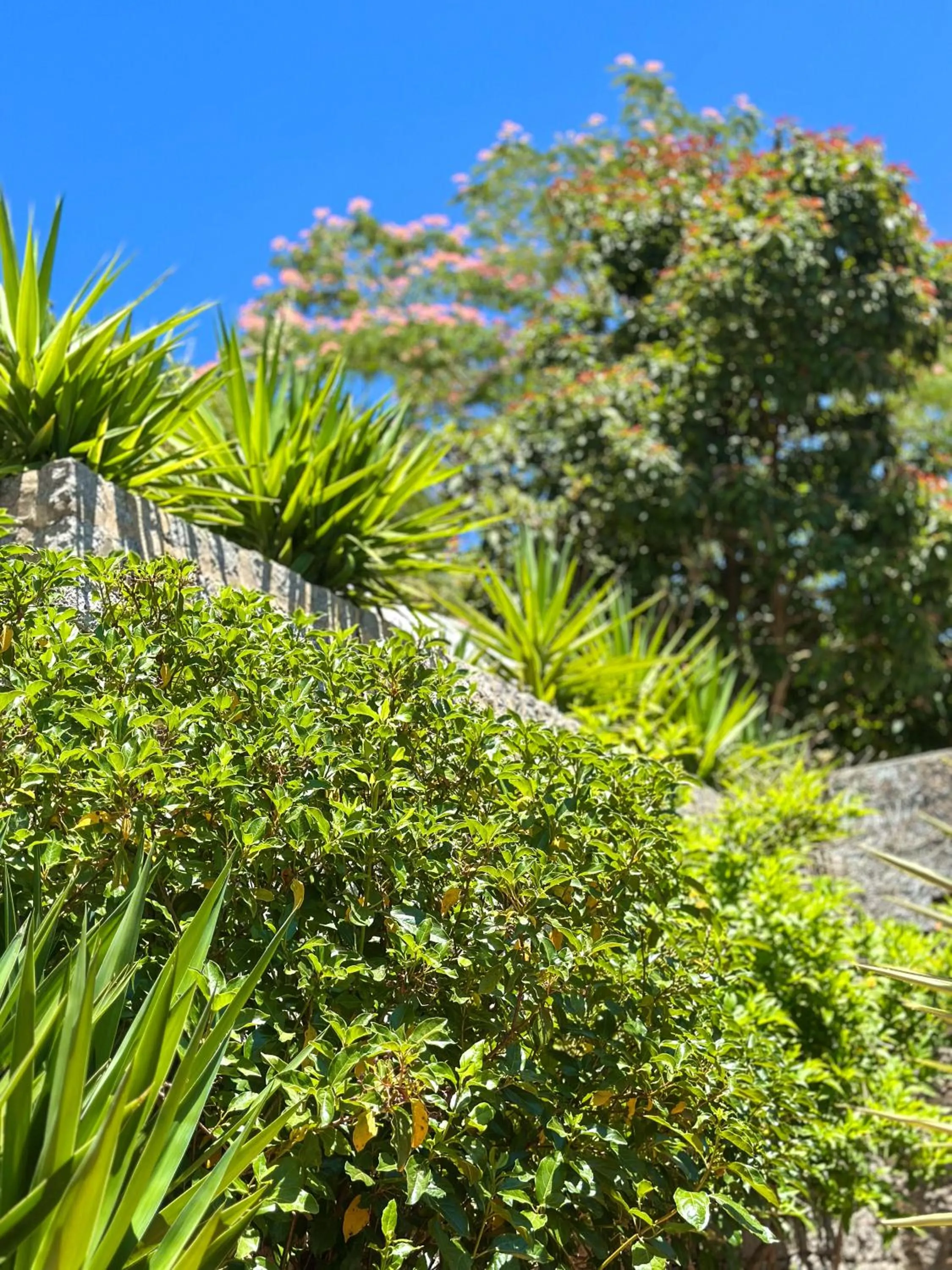 Garden in Aqua Vista Monchique Hôtel