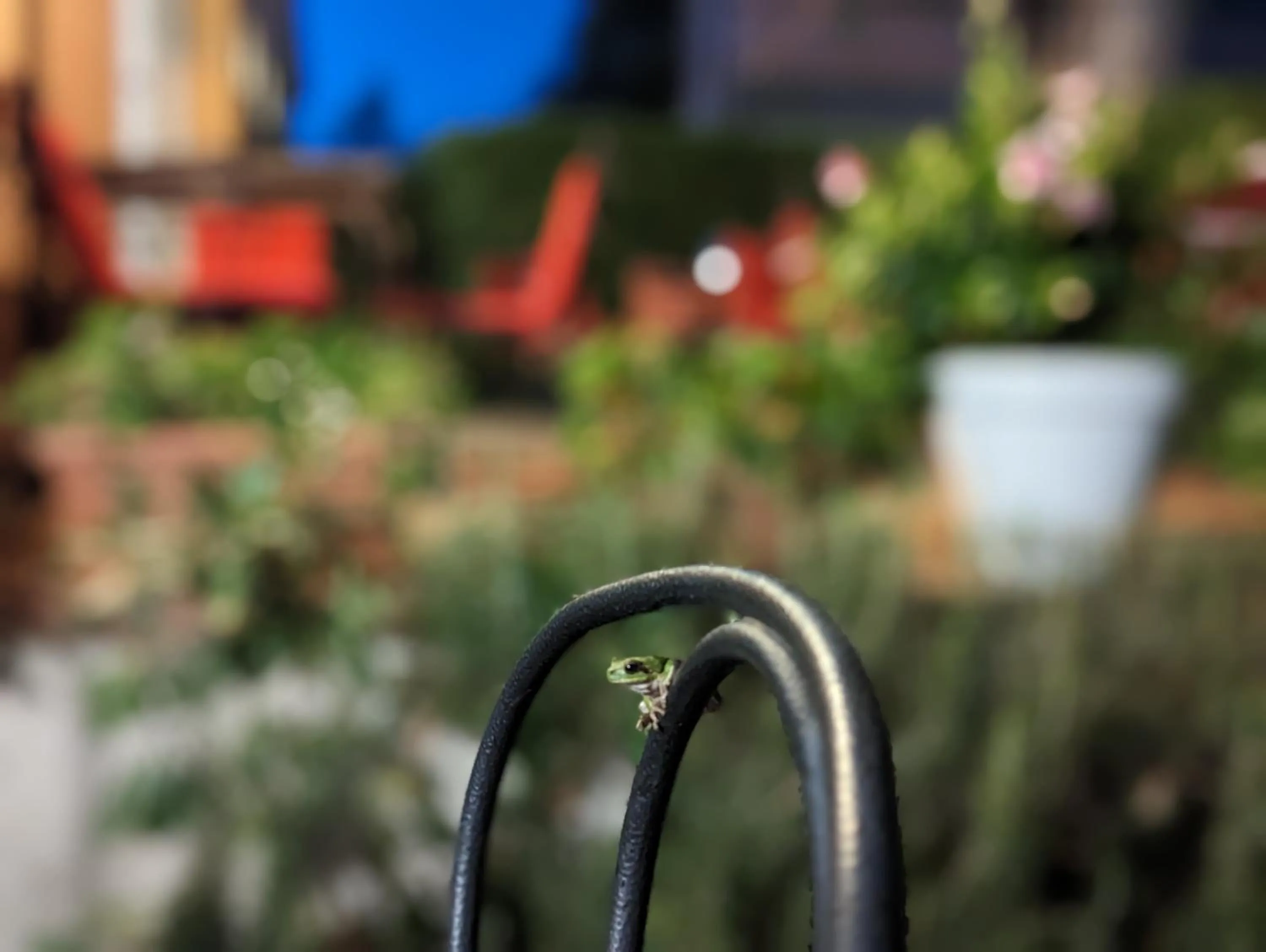Garden in Hotel Capo Sud