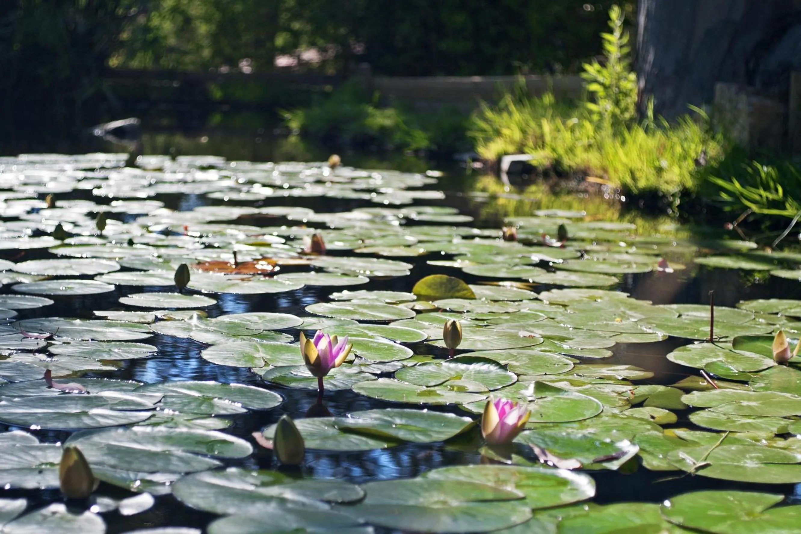 Natural landscape in Hotel Capo Sud