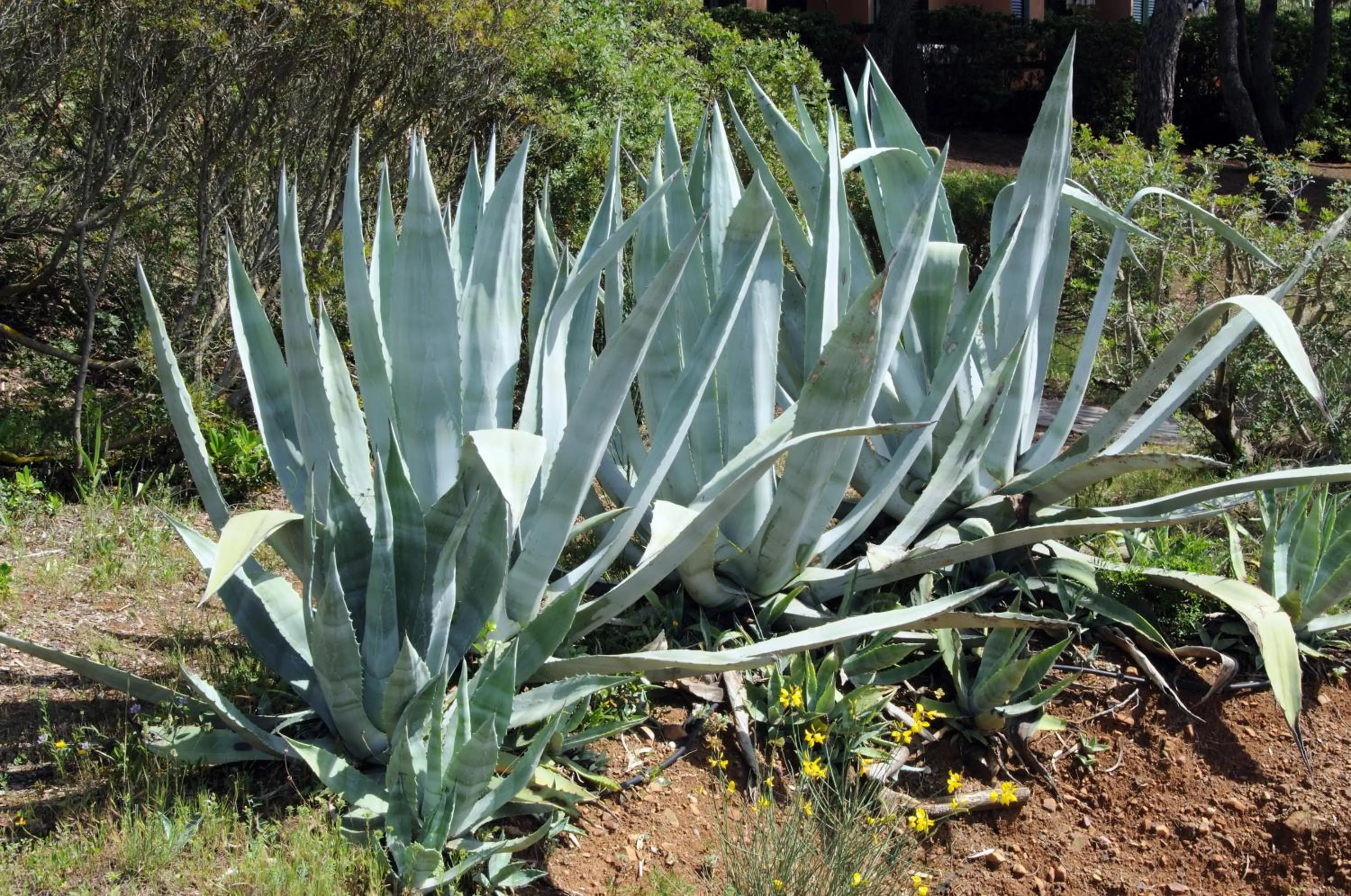 Garden in Hotel Capo Sud