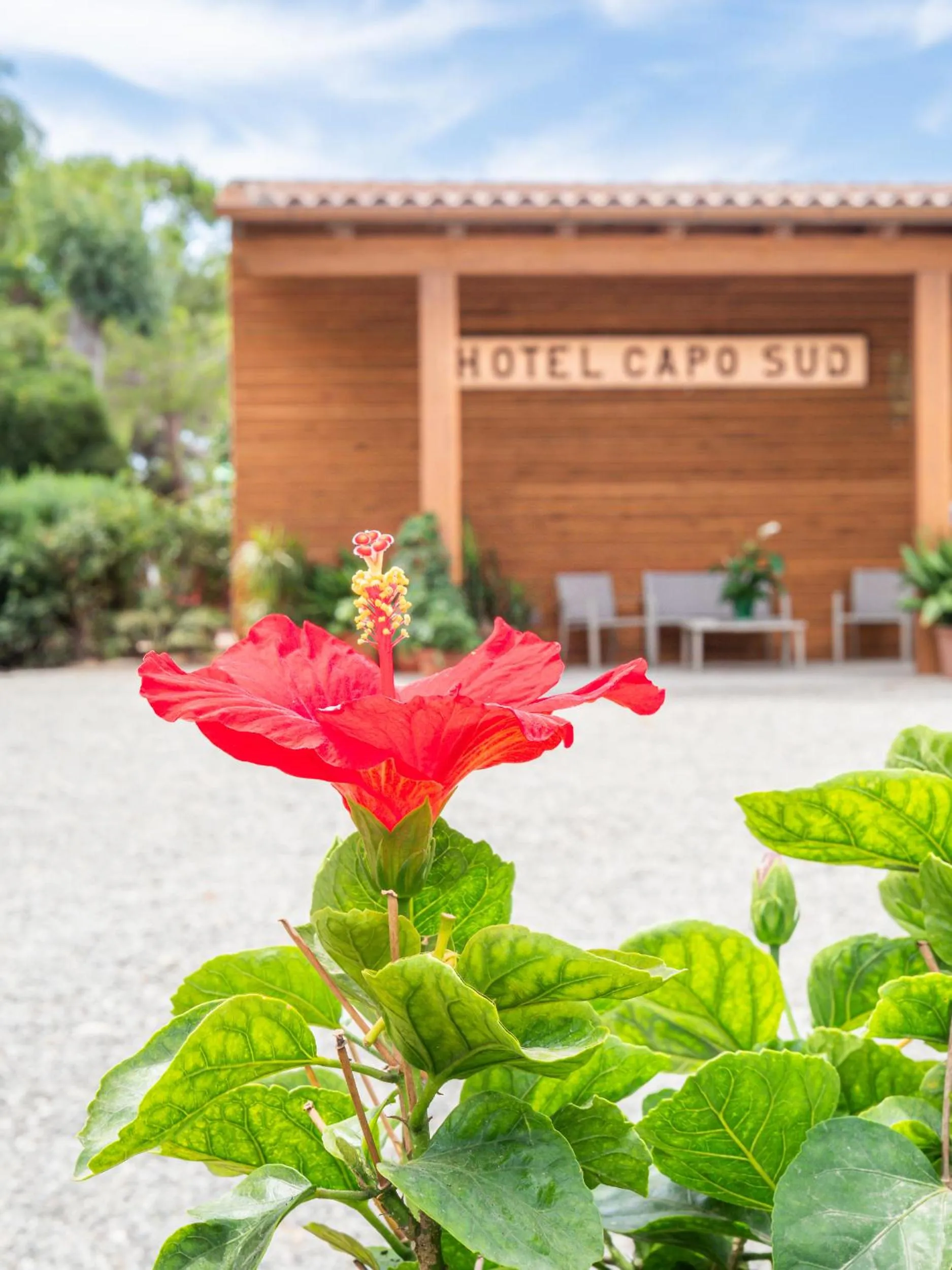 Garden in Hotel Capo Sud
