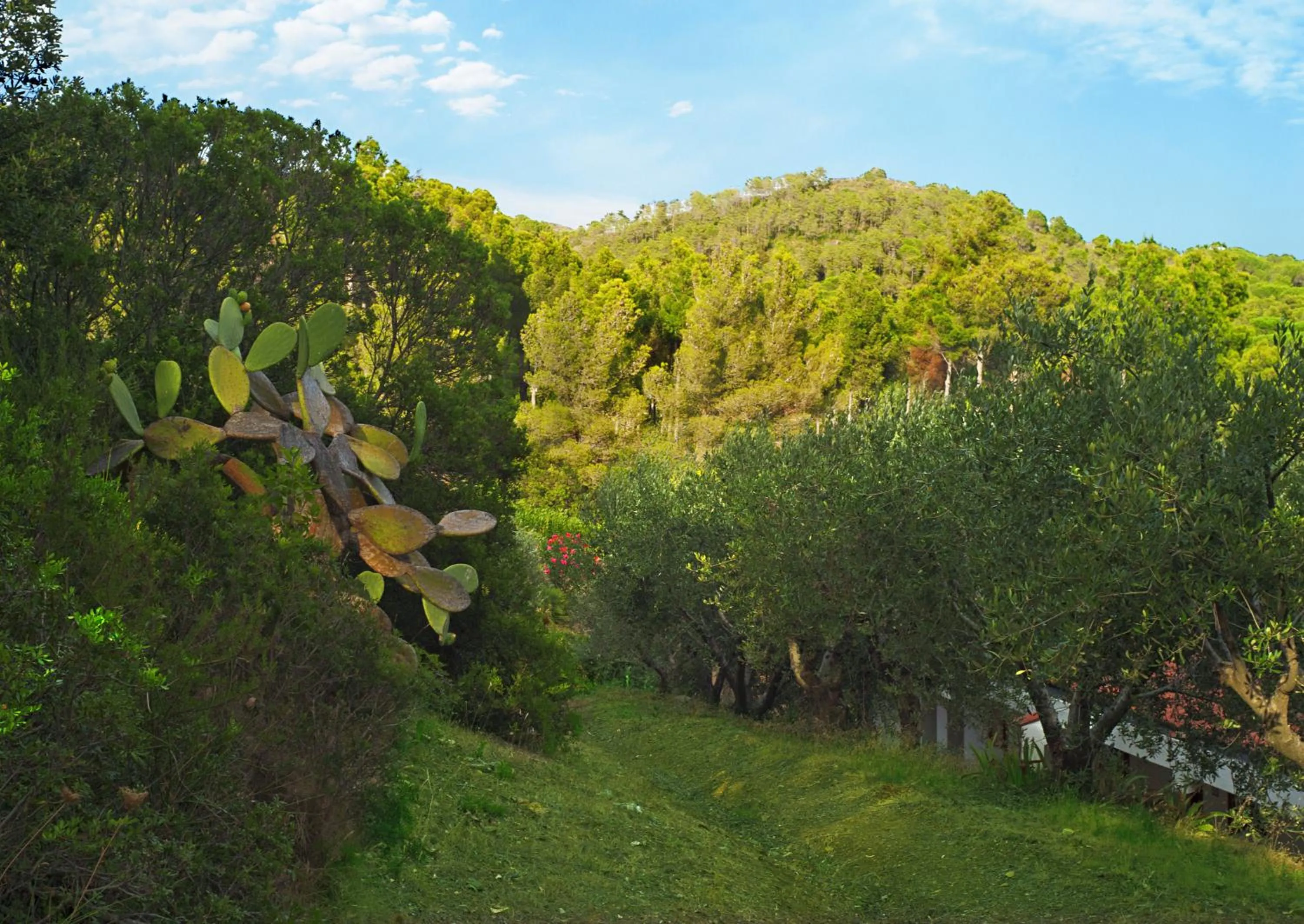 Natural landscape in Hotel Capo Sud
