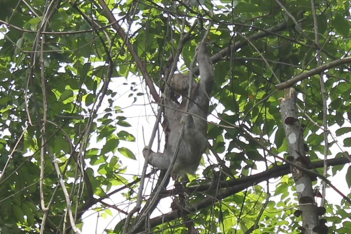 Animals in Hotel Villa Romantica