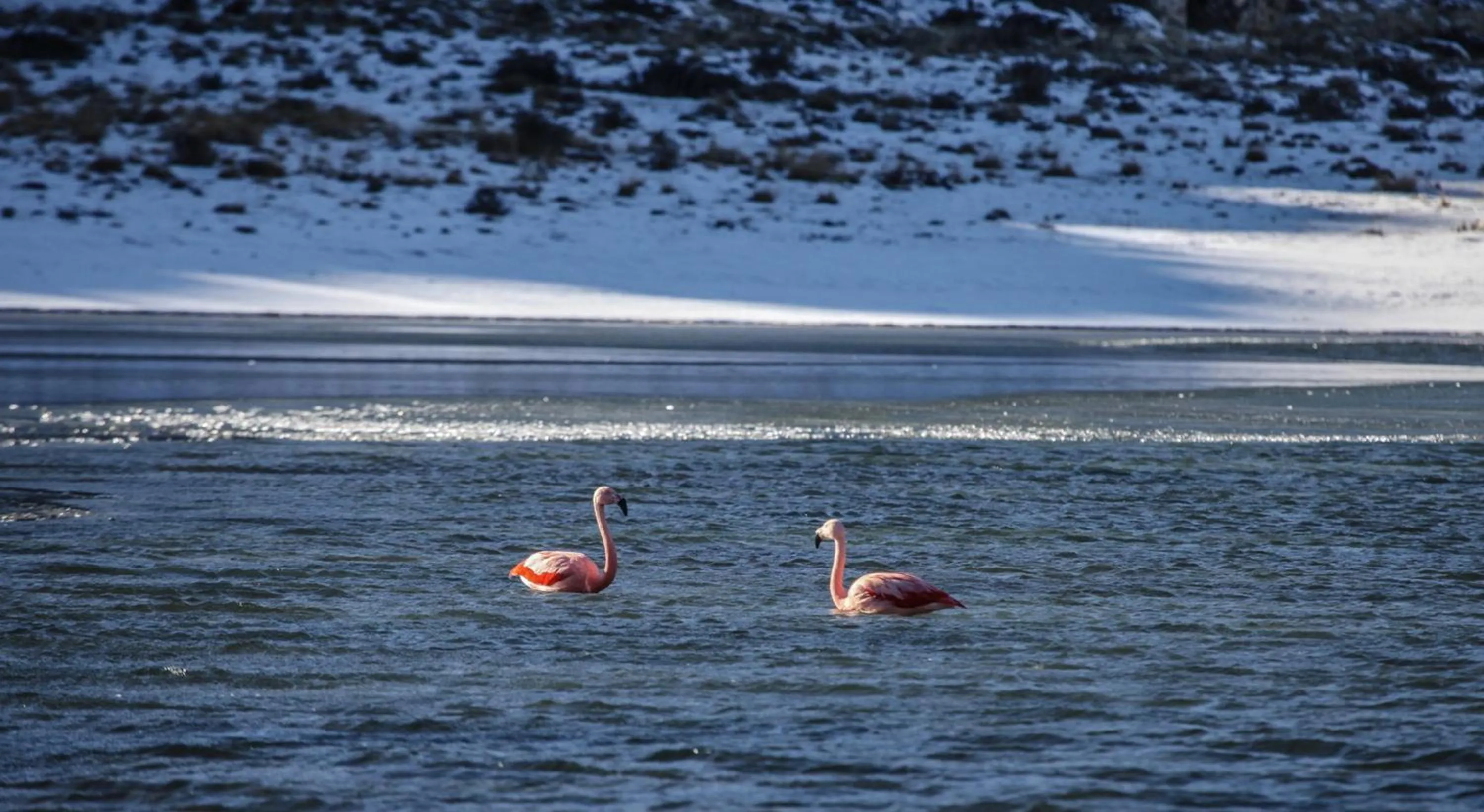 Animals in Río Serrano Hotel + Spa