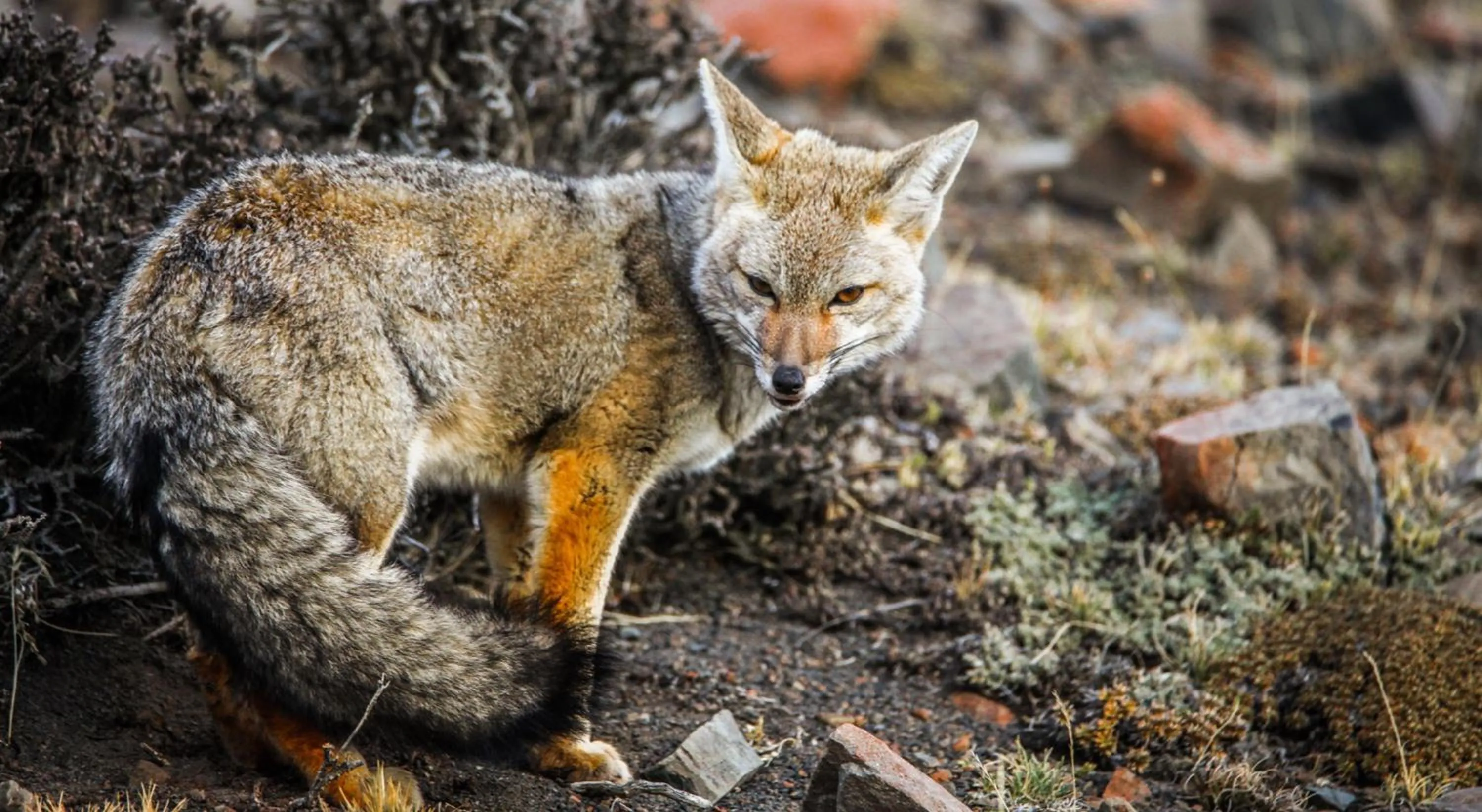 Animals in Río Serrano Hotel + Spa