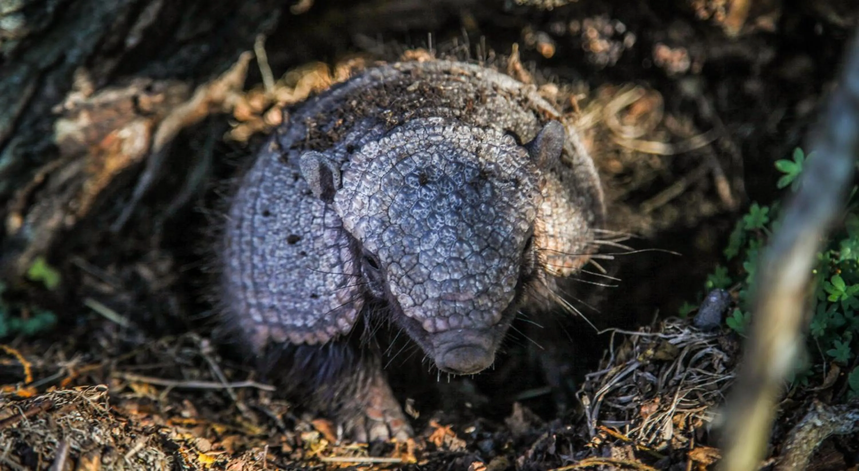 Animals in Río Serrano Hotel + Spa
