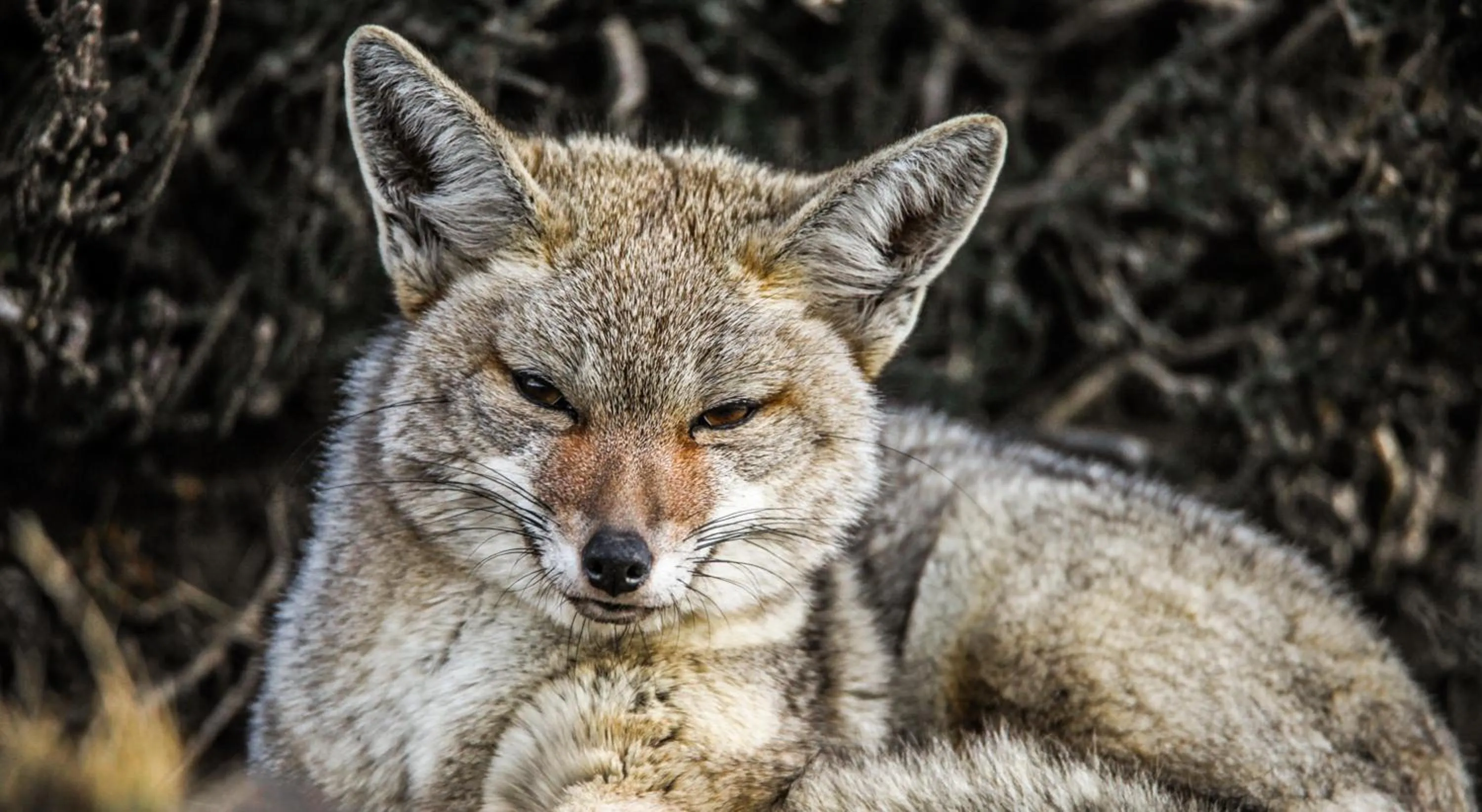 Animals in Río Serrano Hotel + Spa