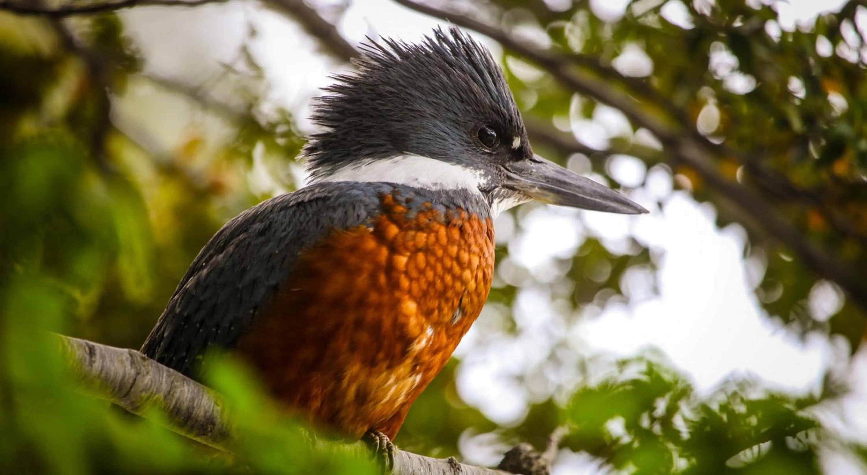 Animals in Río Serrano Hotel + Spa