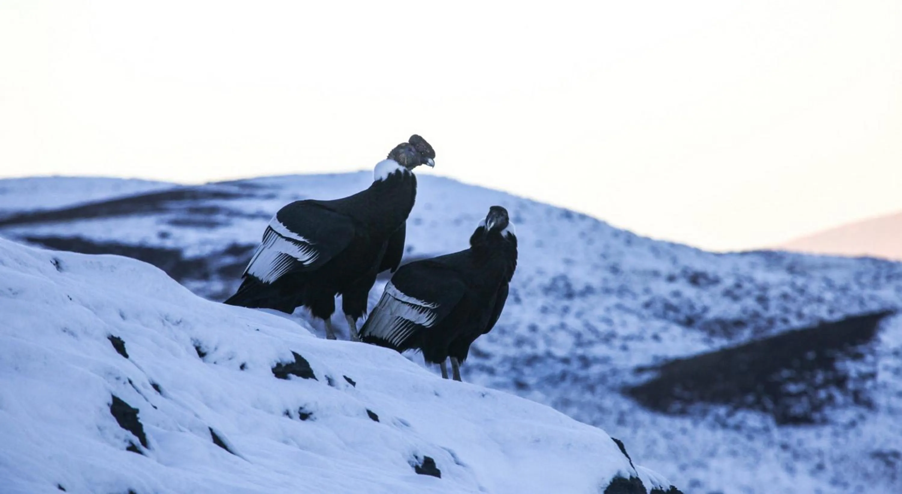 Animals in Río Serrano Hotel + Spa