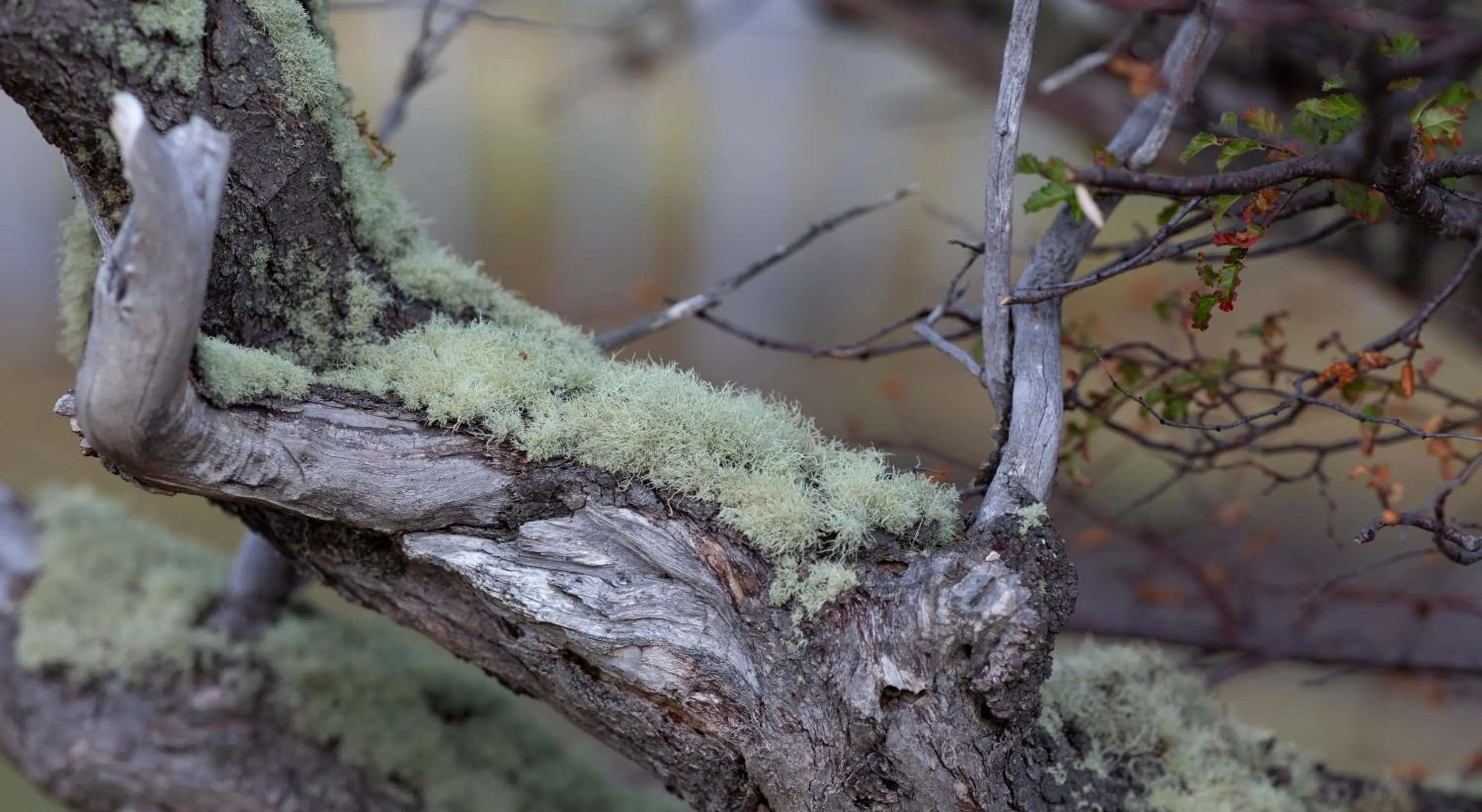 Garden in Río Serrano Hotel + Spa