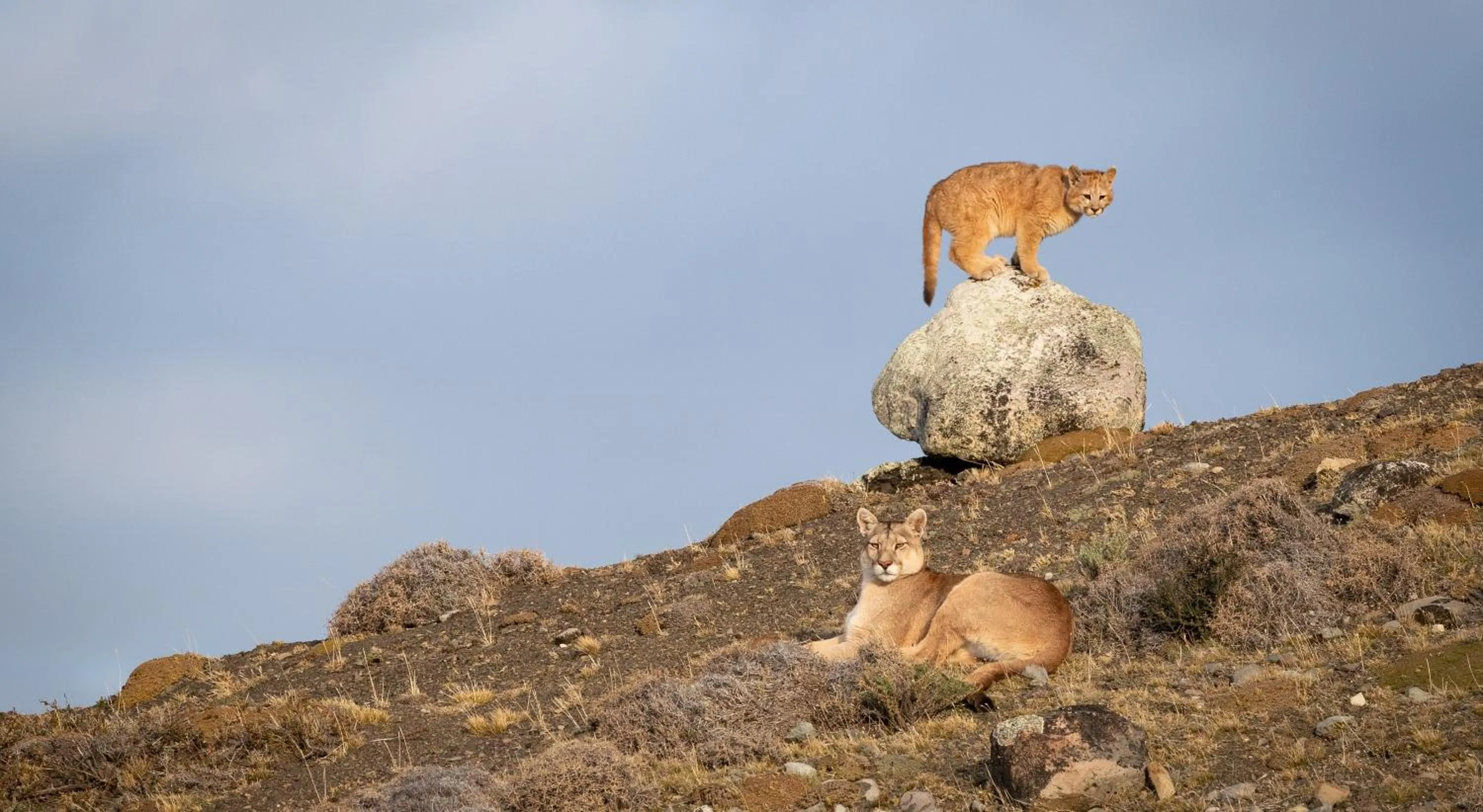 Animals in Río Serrano Hotel + Spa