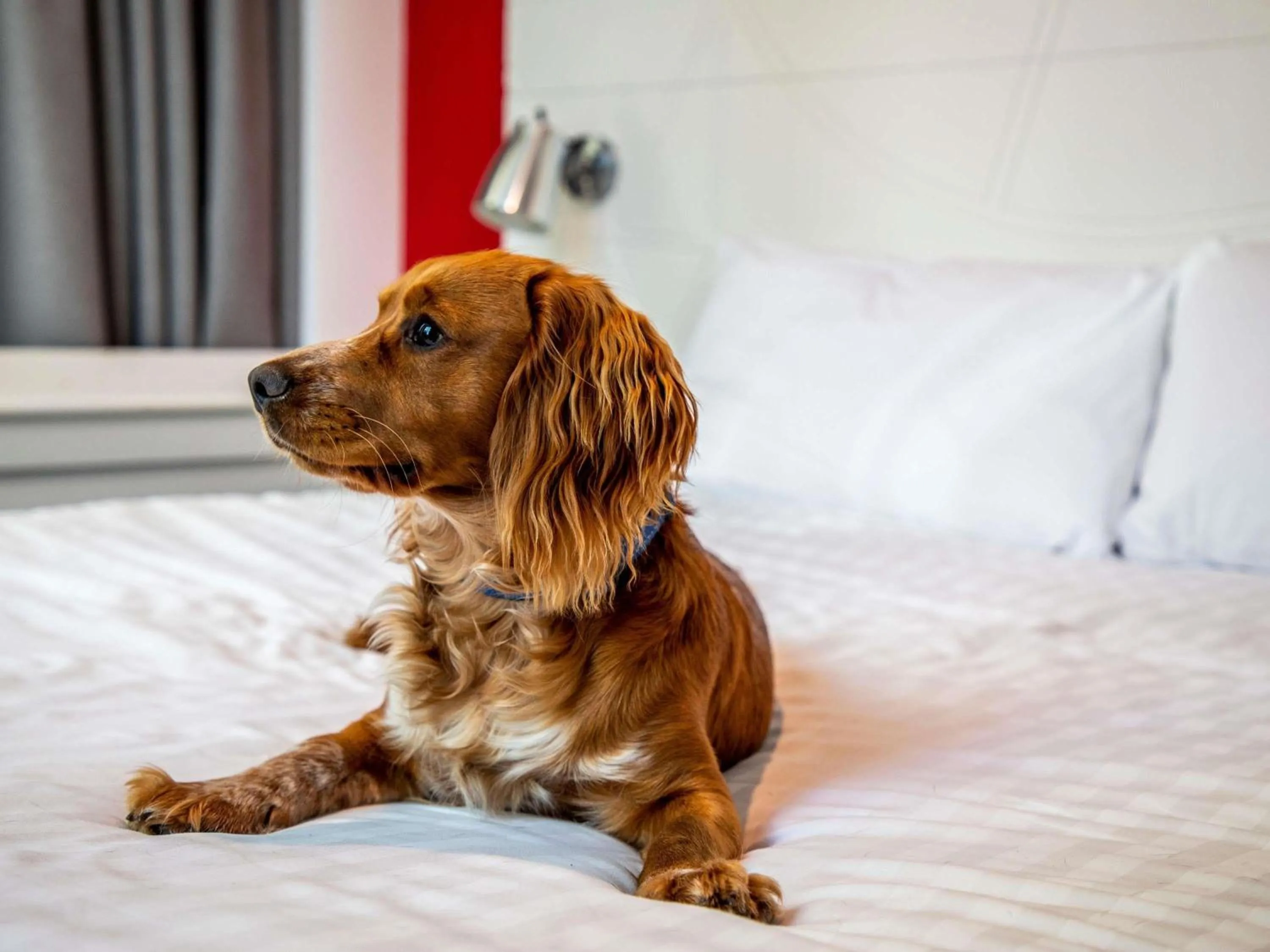 Bedroom, Bed in ibis Styles Glasgow Central