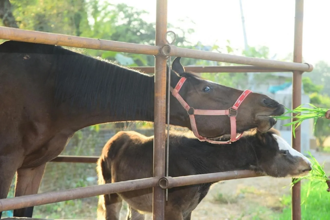 Horse-riding in Haveli Expedition & Resort