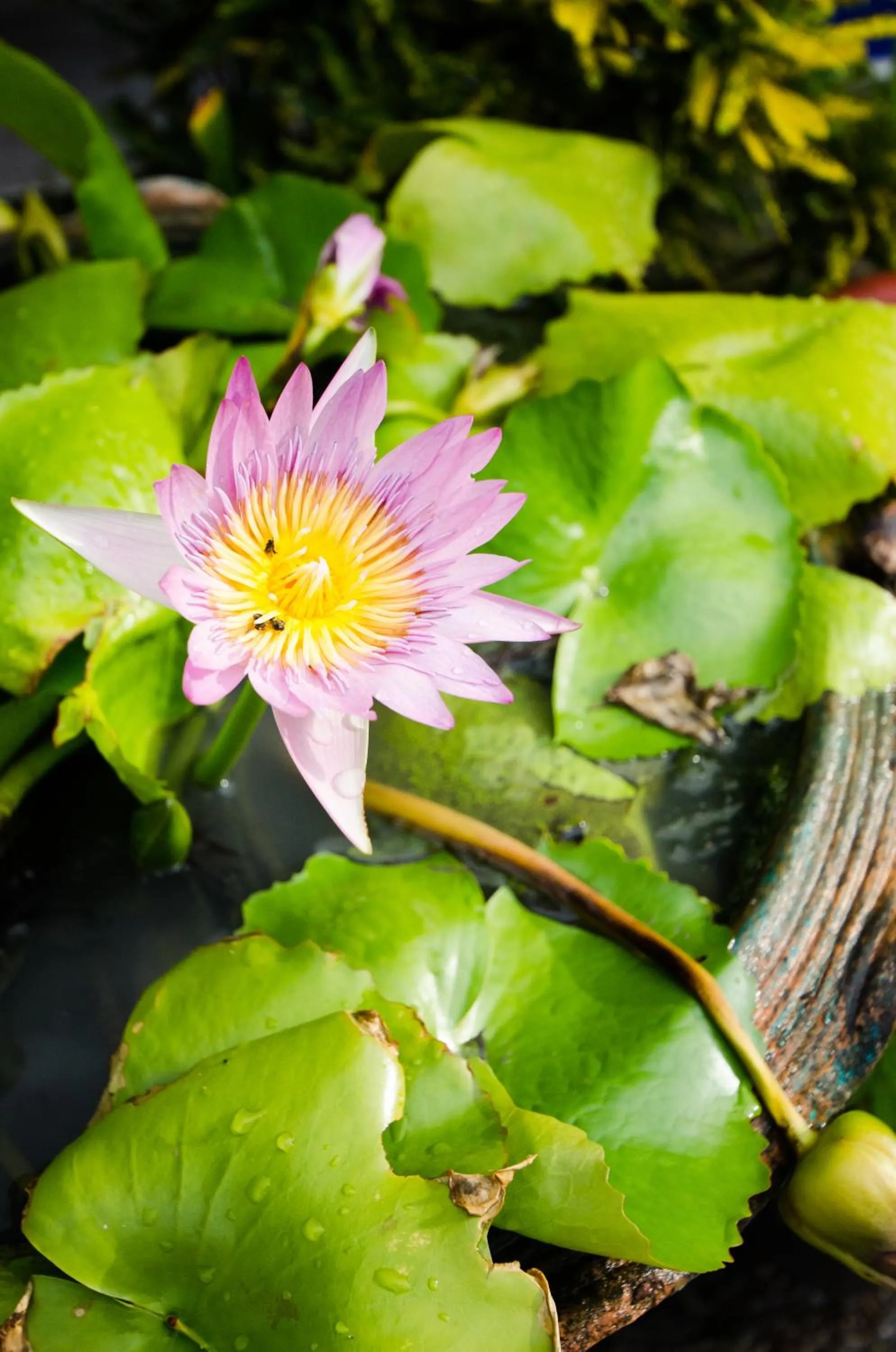 Garden in Nid's Bungalows
