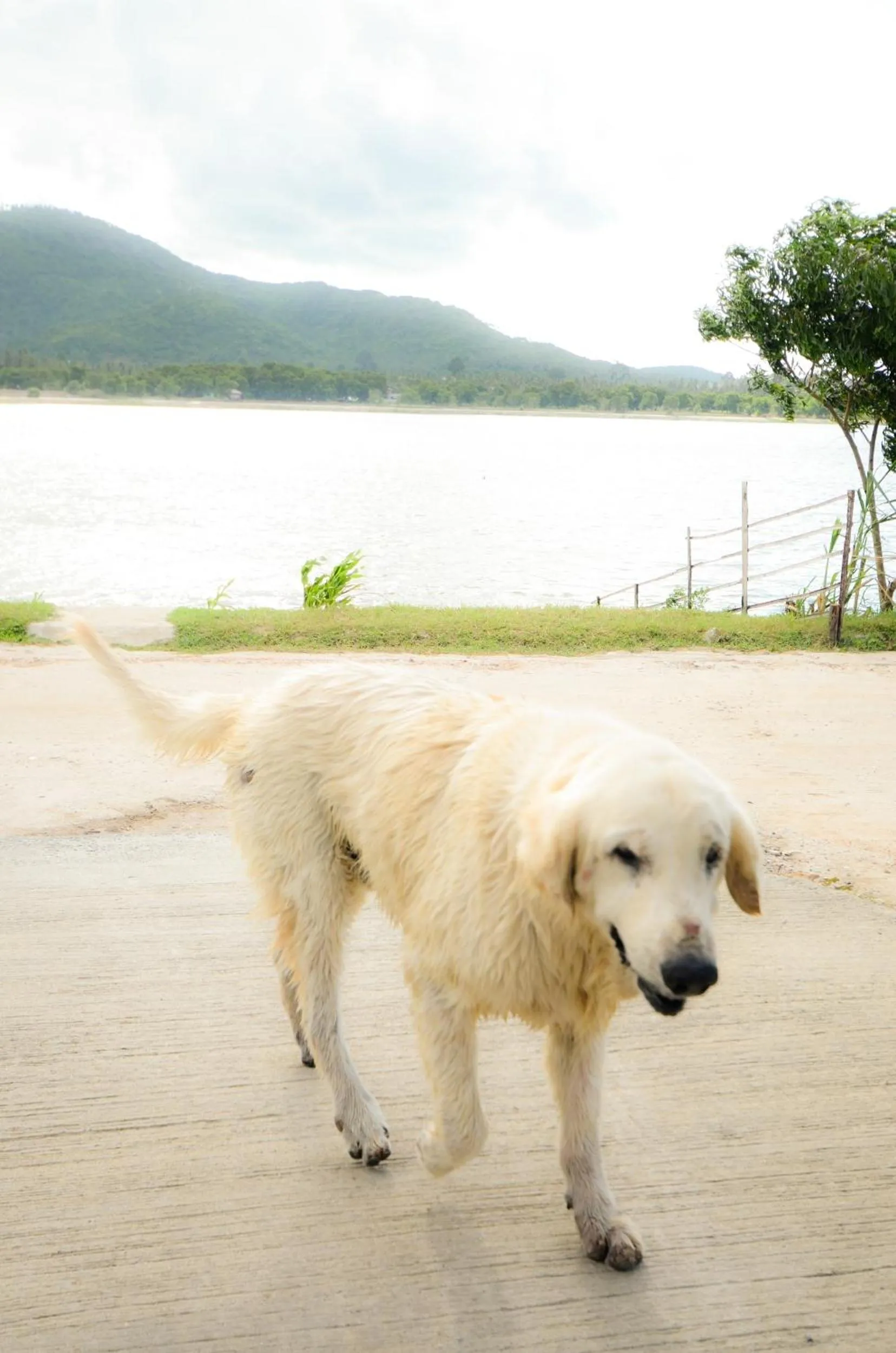 Lake view in Nid's Bungalows