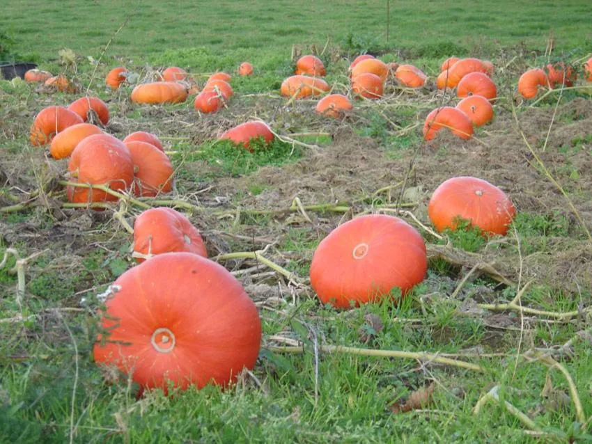 Garden in ty dreux entre terre et mer