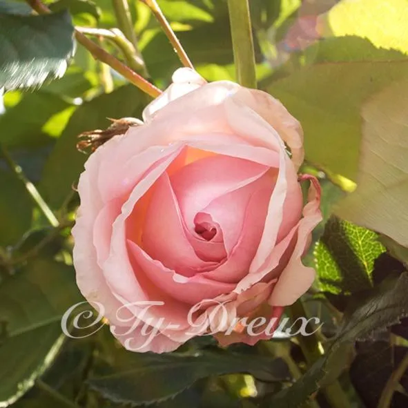 ty dreux entre terre et mer