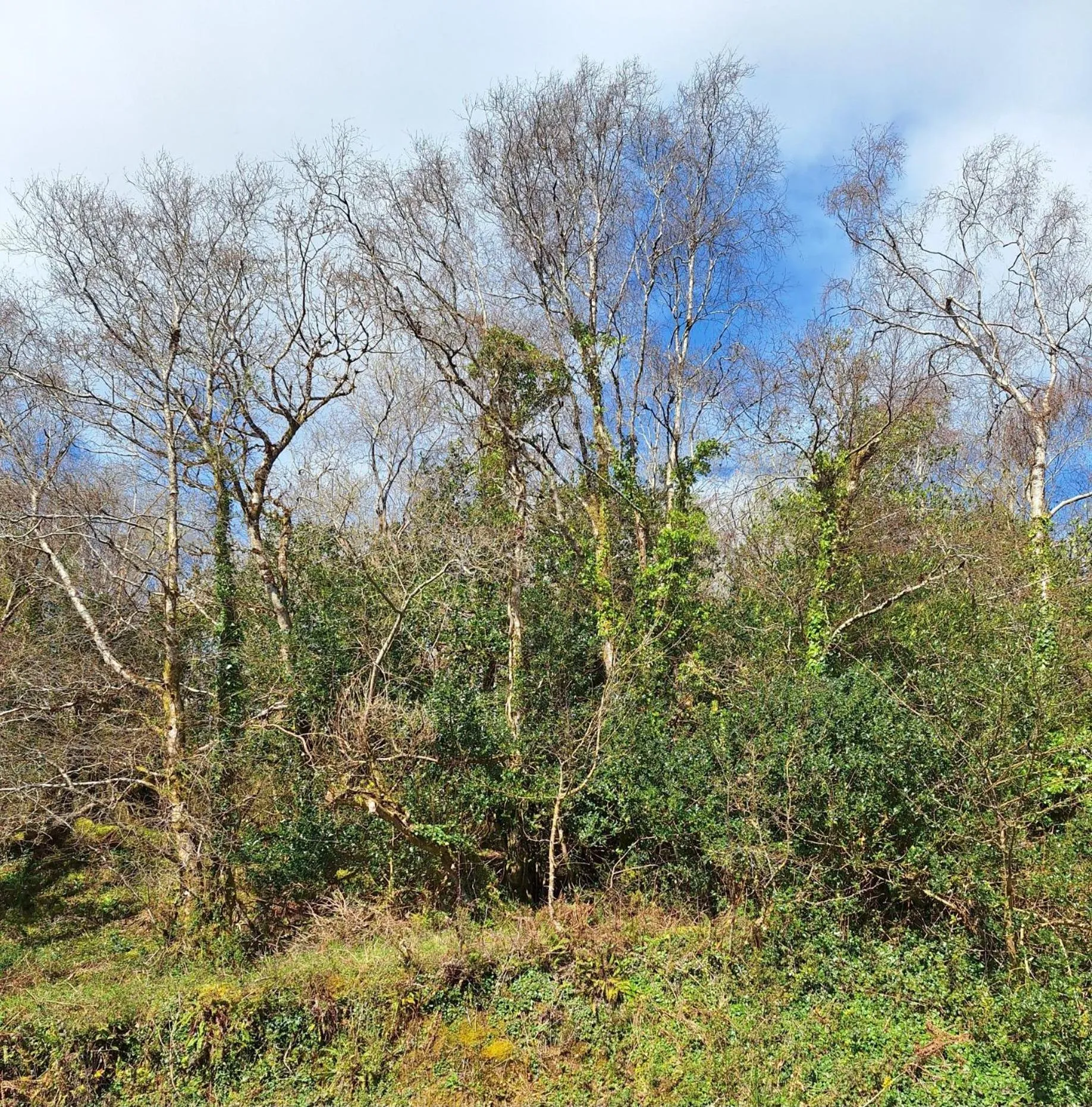 View (from property/room) in Valhalla BnB