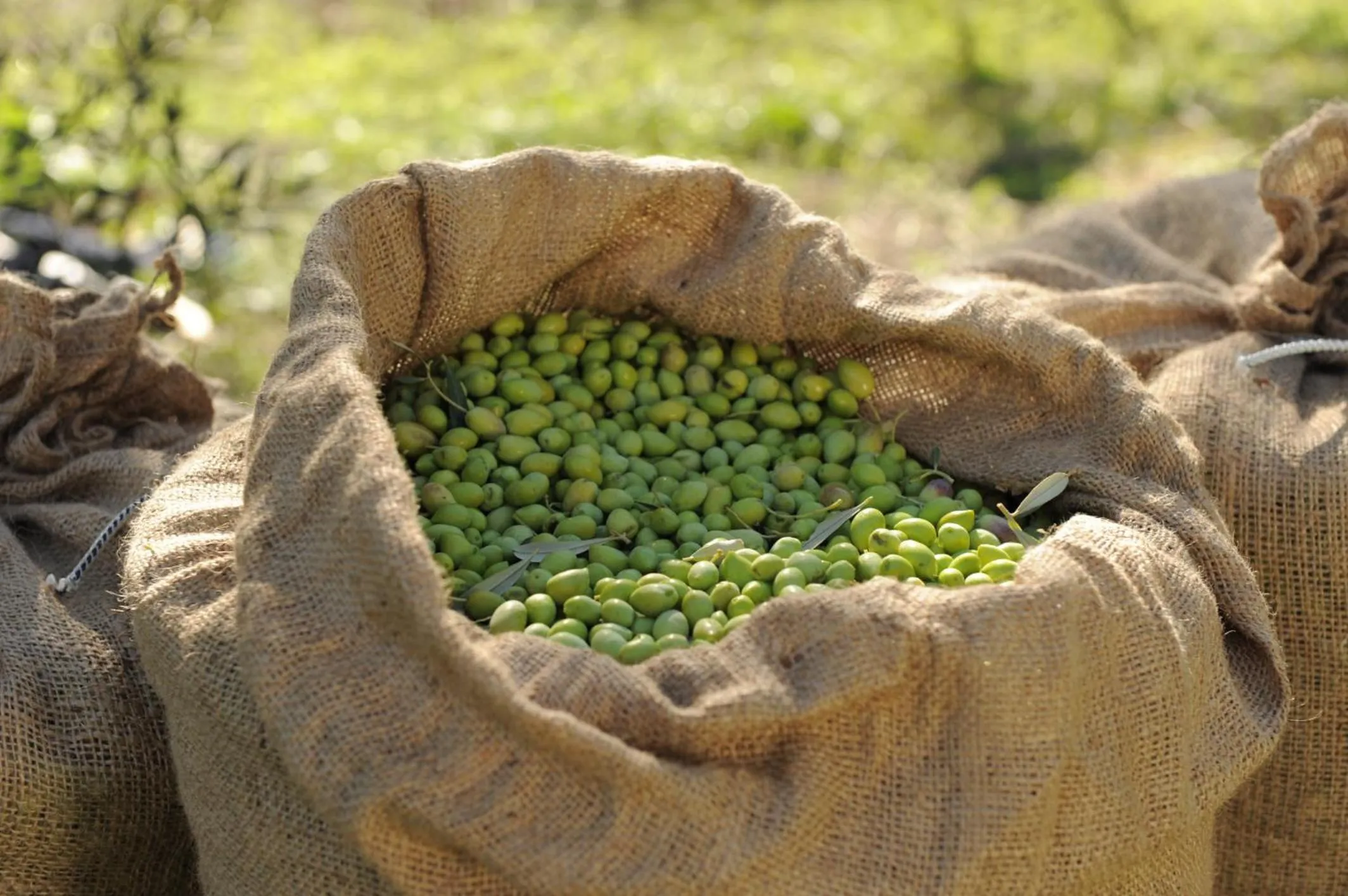 Other in Angela's House