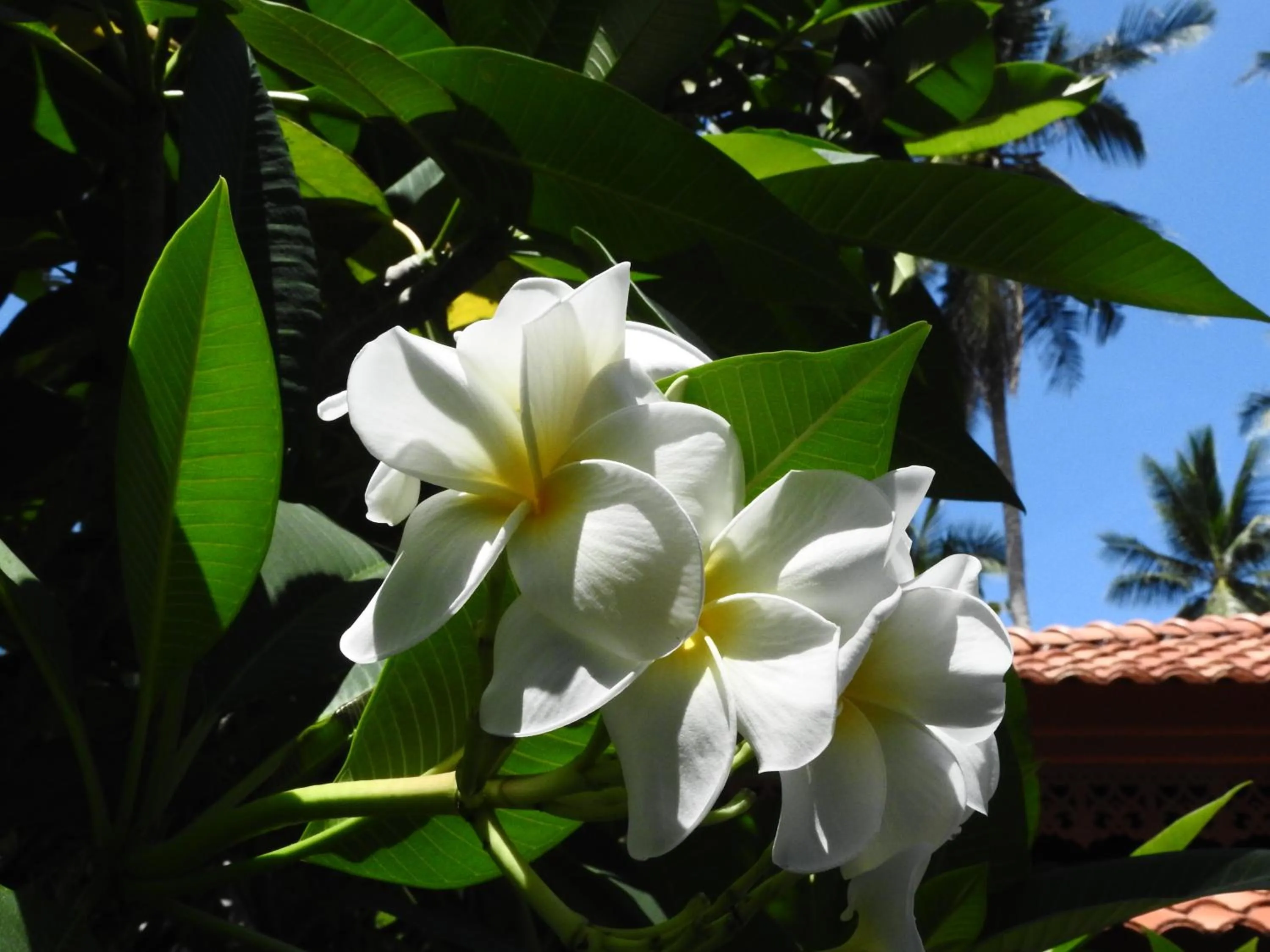 Garden in Laura's Guest House-adult only-