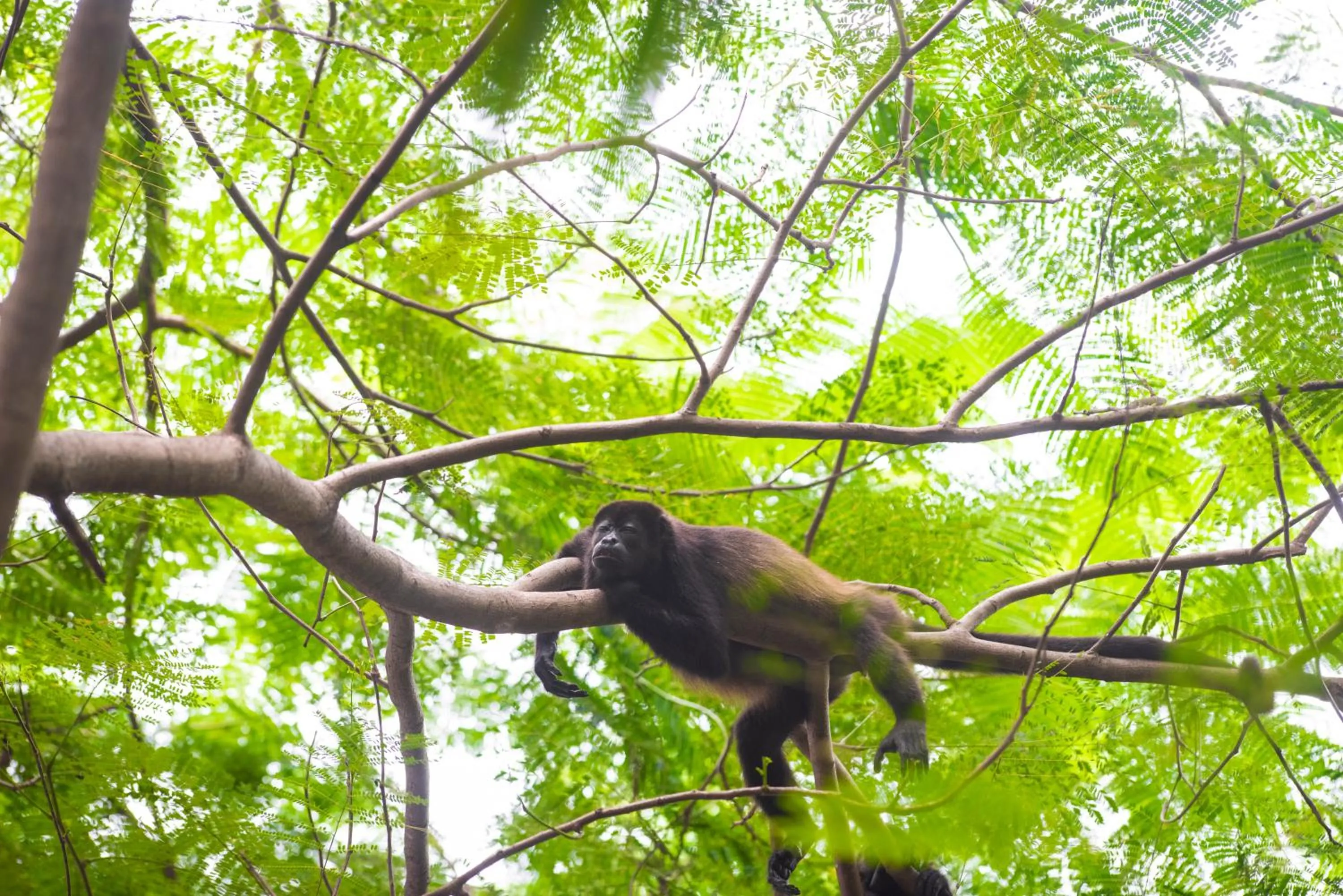 Off site in Hotel Bosque del Mar Playa Hermosa