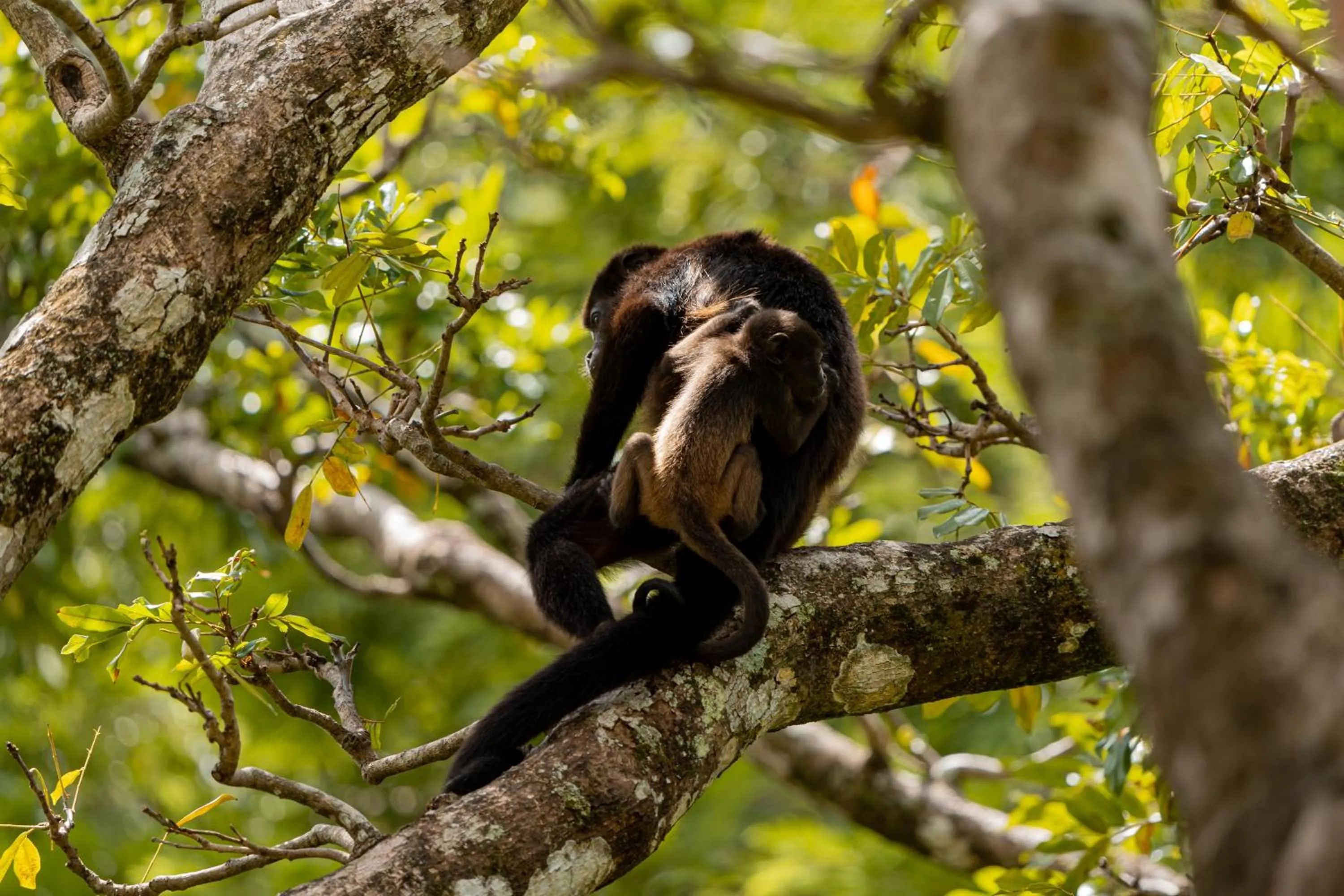 Off site in Hotel Bosque del Mar Playa Hermosa