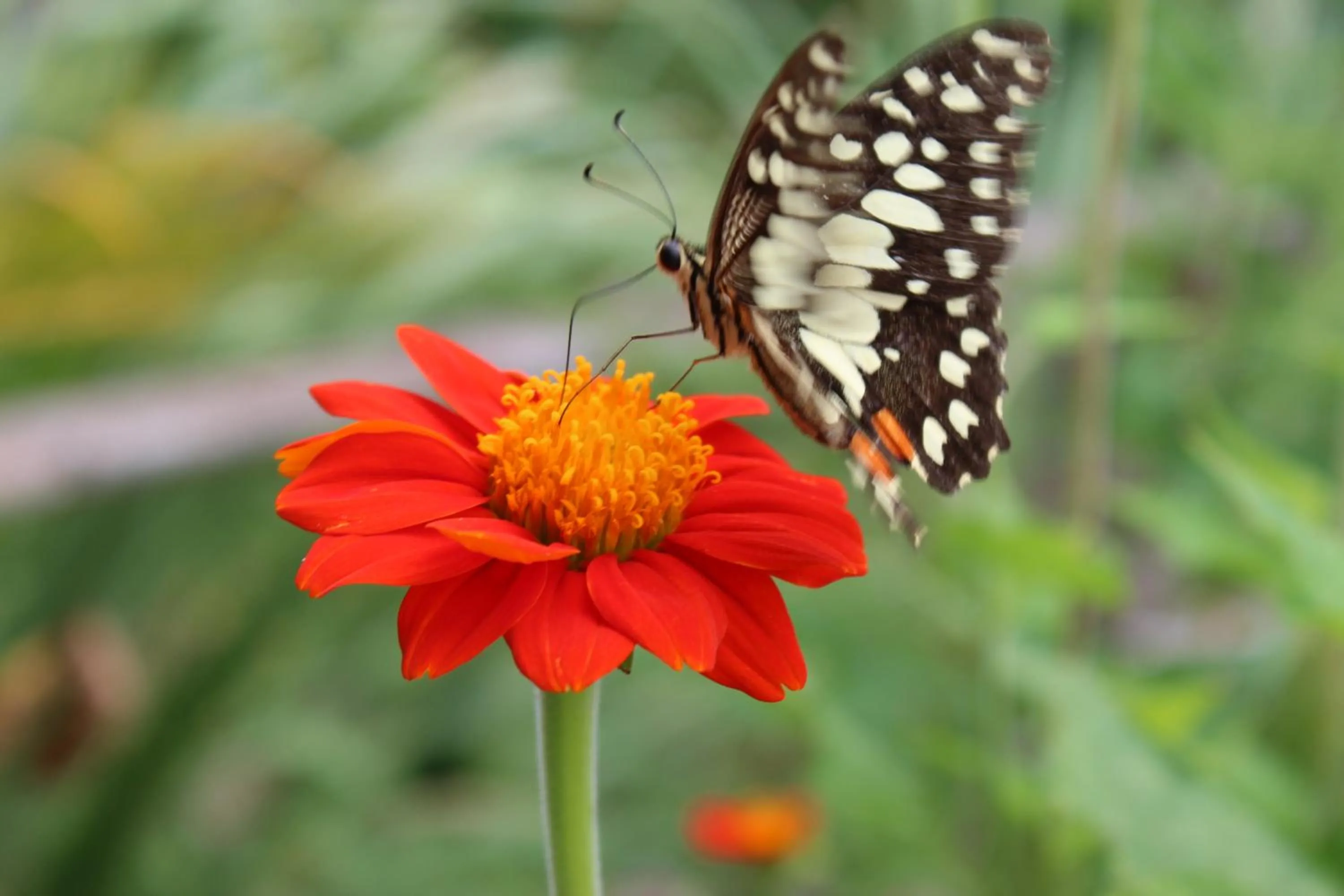 Garden view in Bong Thom Forest Lodge