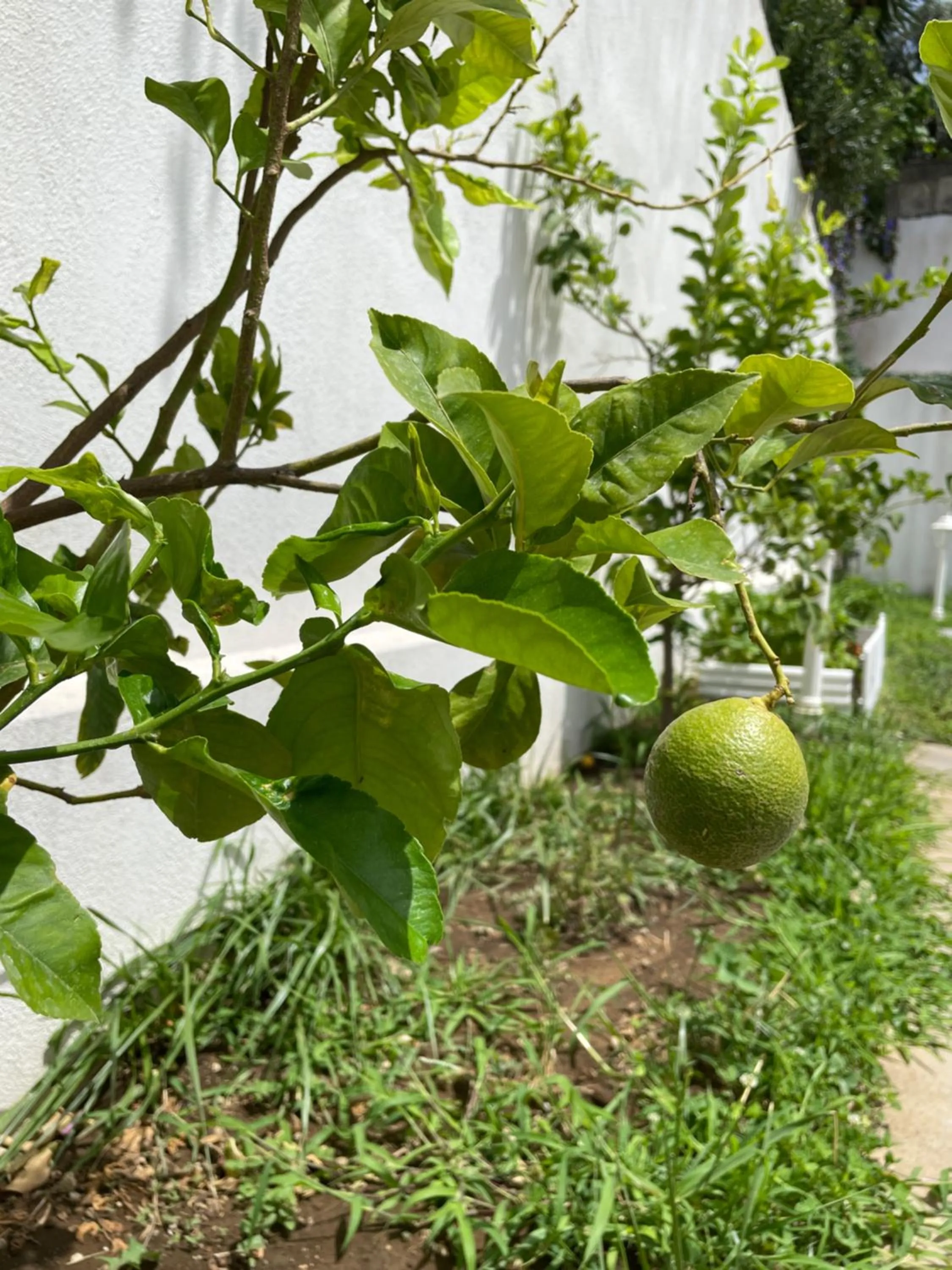 Garden in Grand Hotel Royal