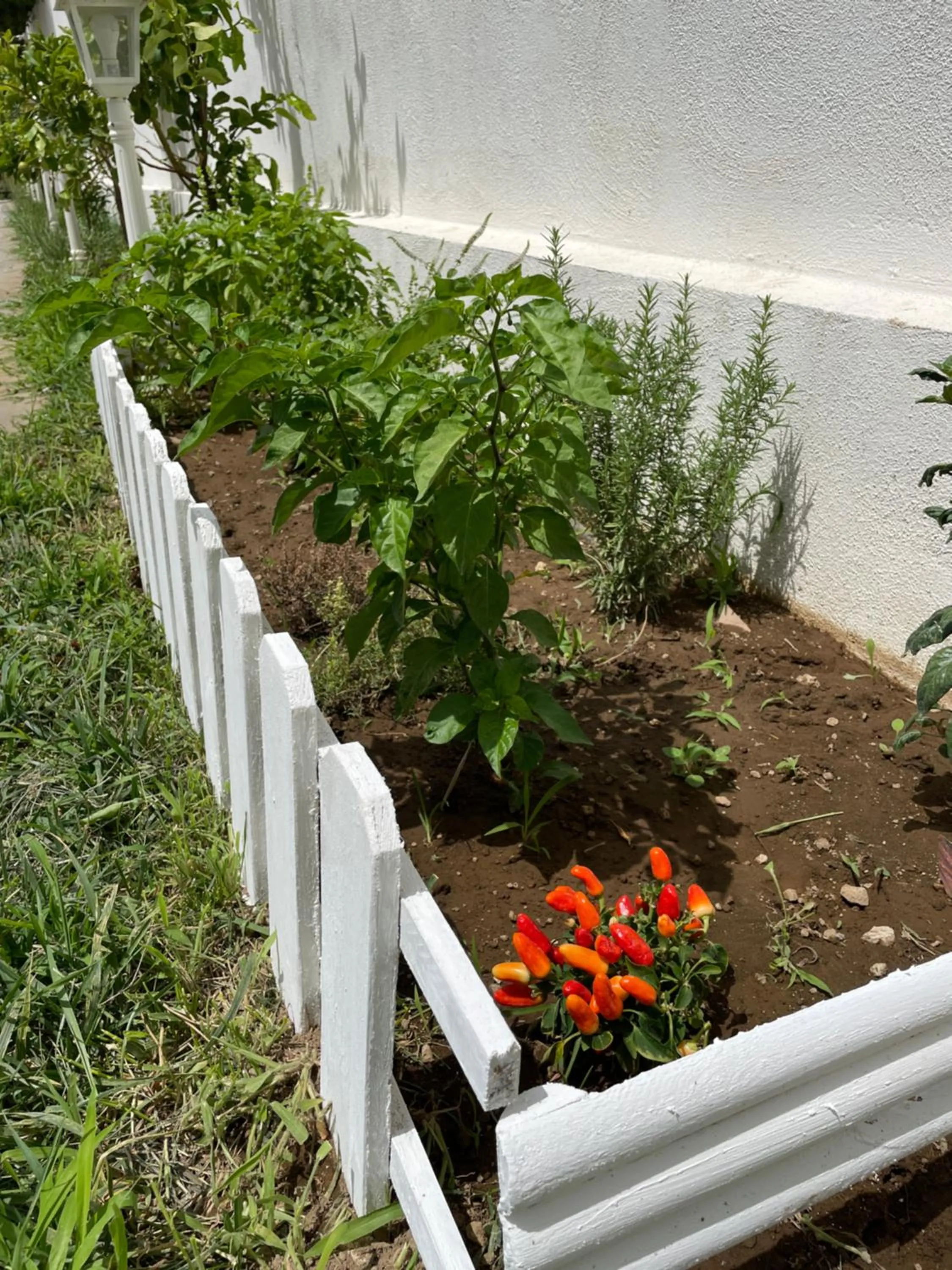 Garden in Grand Hotel Royal