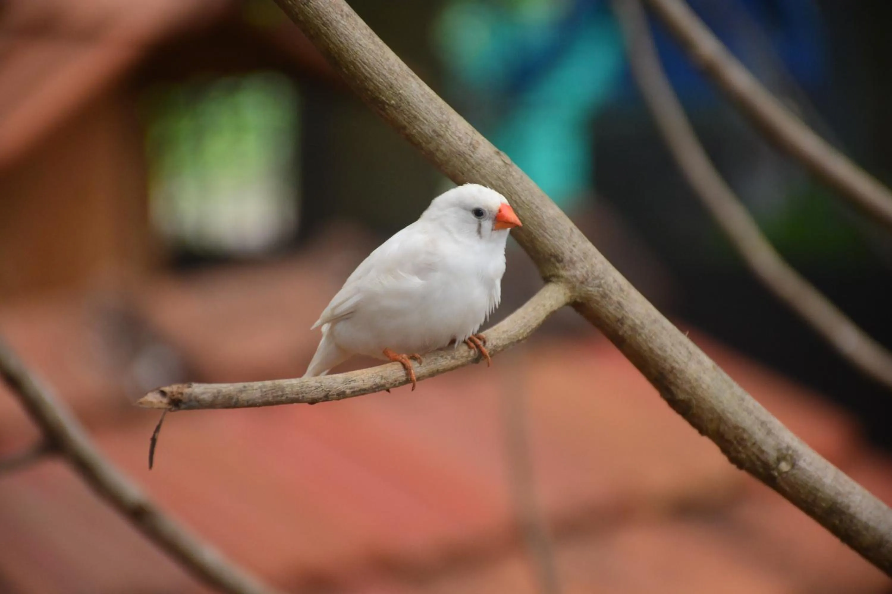 Animals in Anamala Serenity Homestay Kerala
