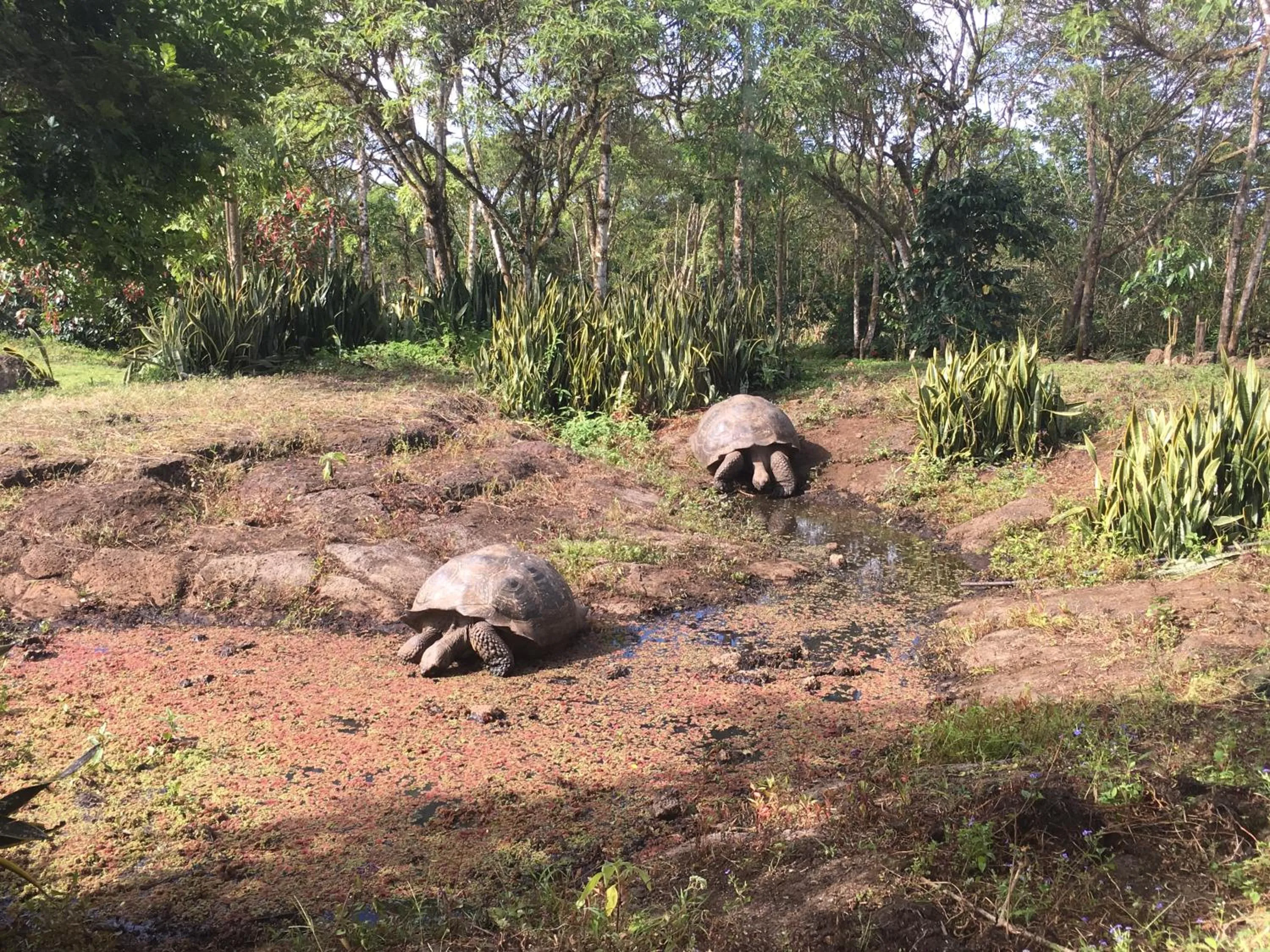 Garden view in Semilla Verde Boutique Hotel