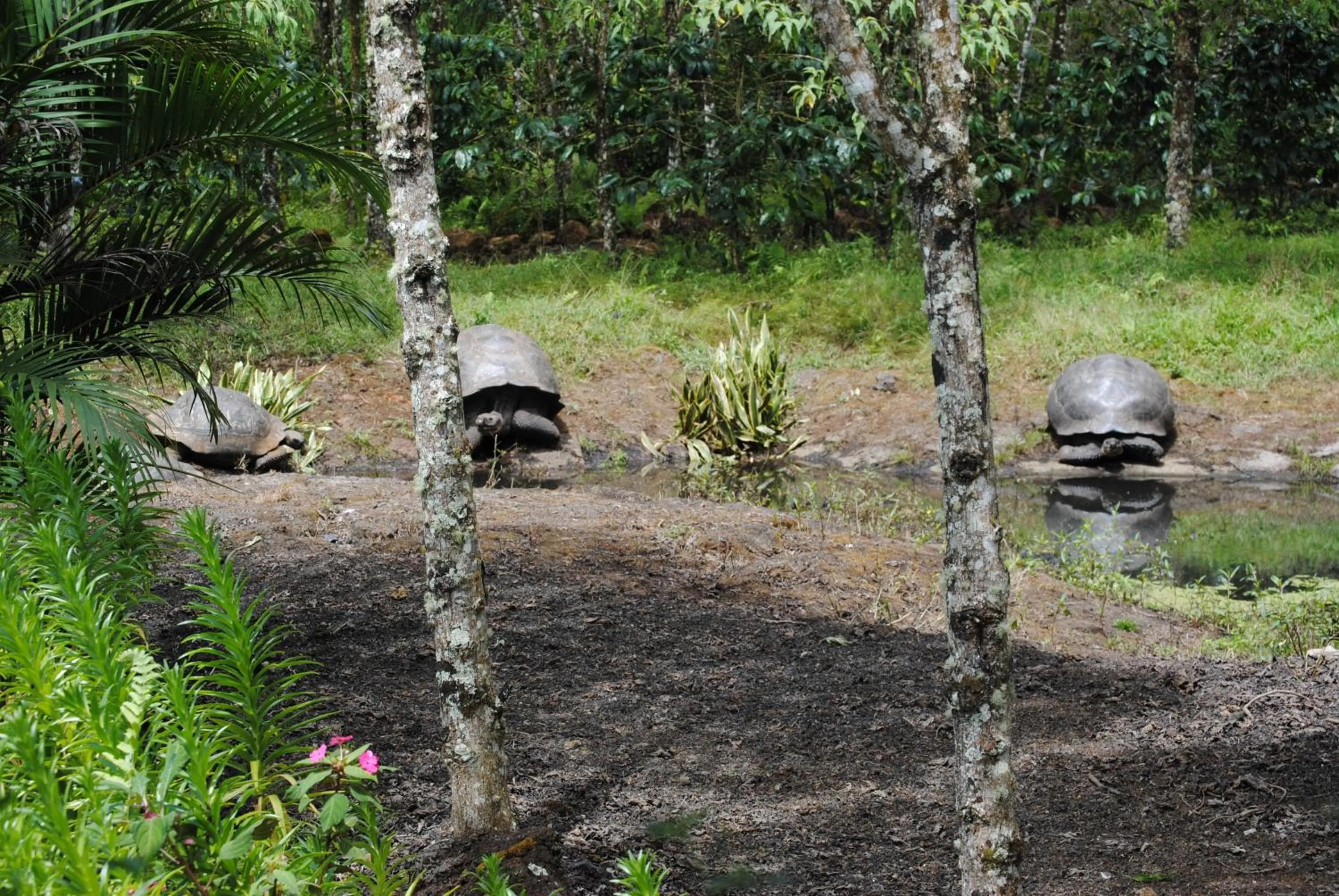 Garden in Semilla Verde Boutique Hotel