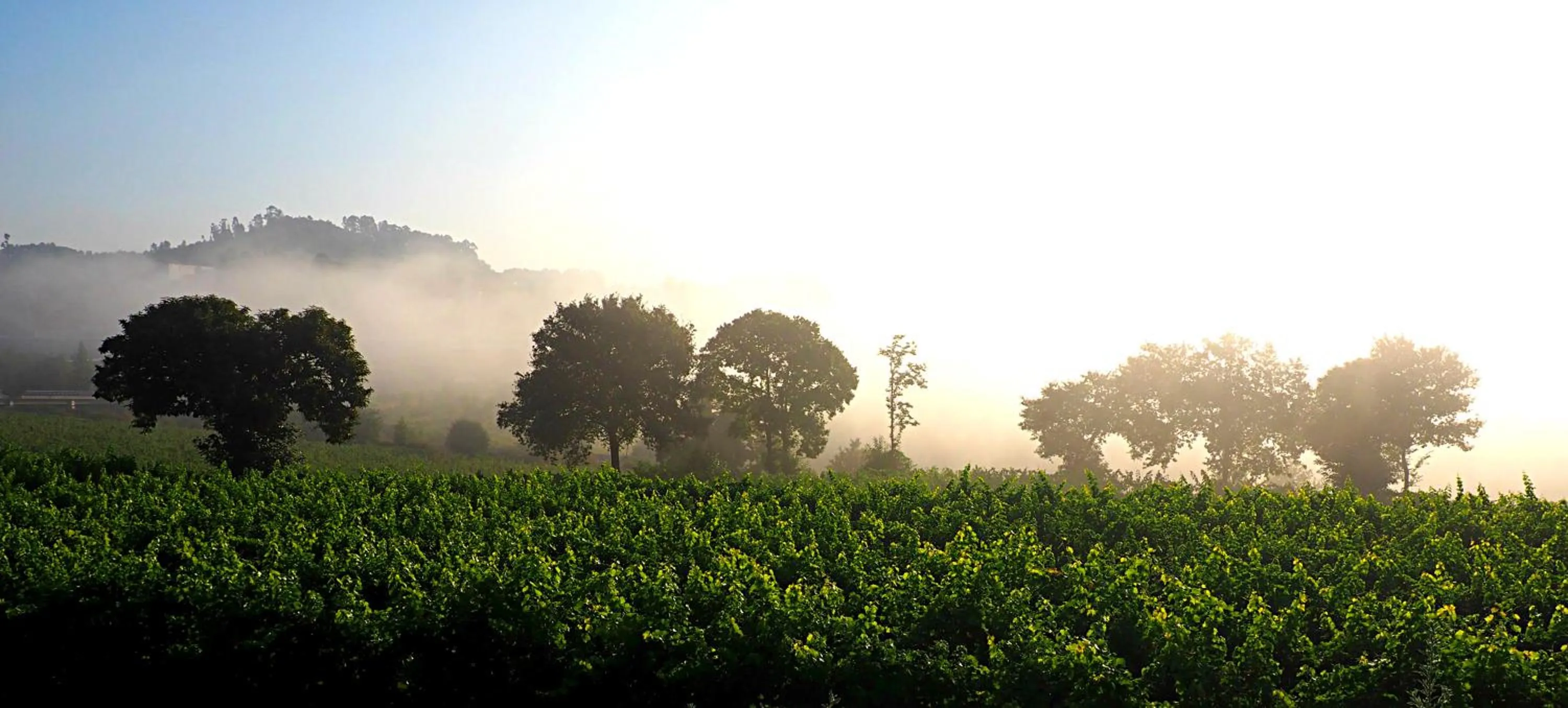 Garden in Casa de Sezim