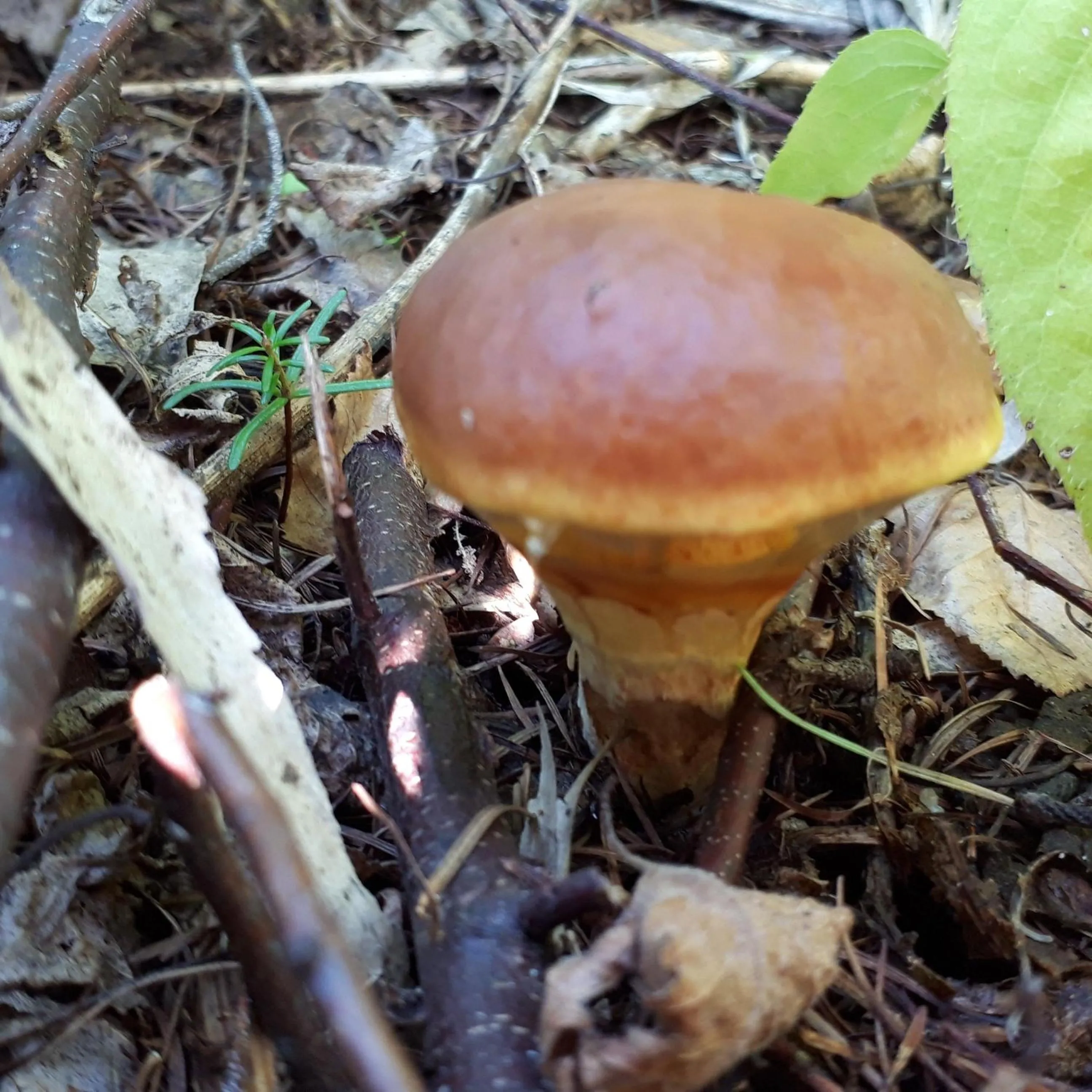 Natural landscape in Bistare Kana