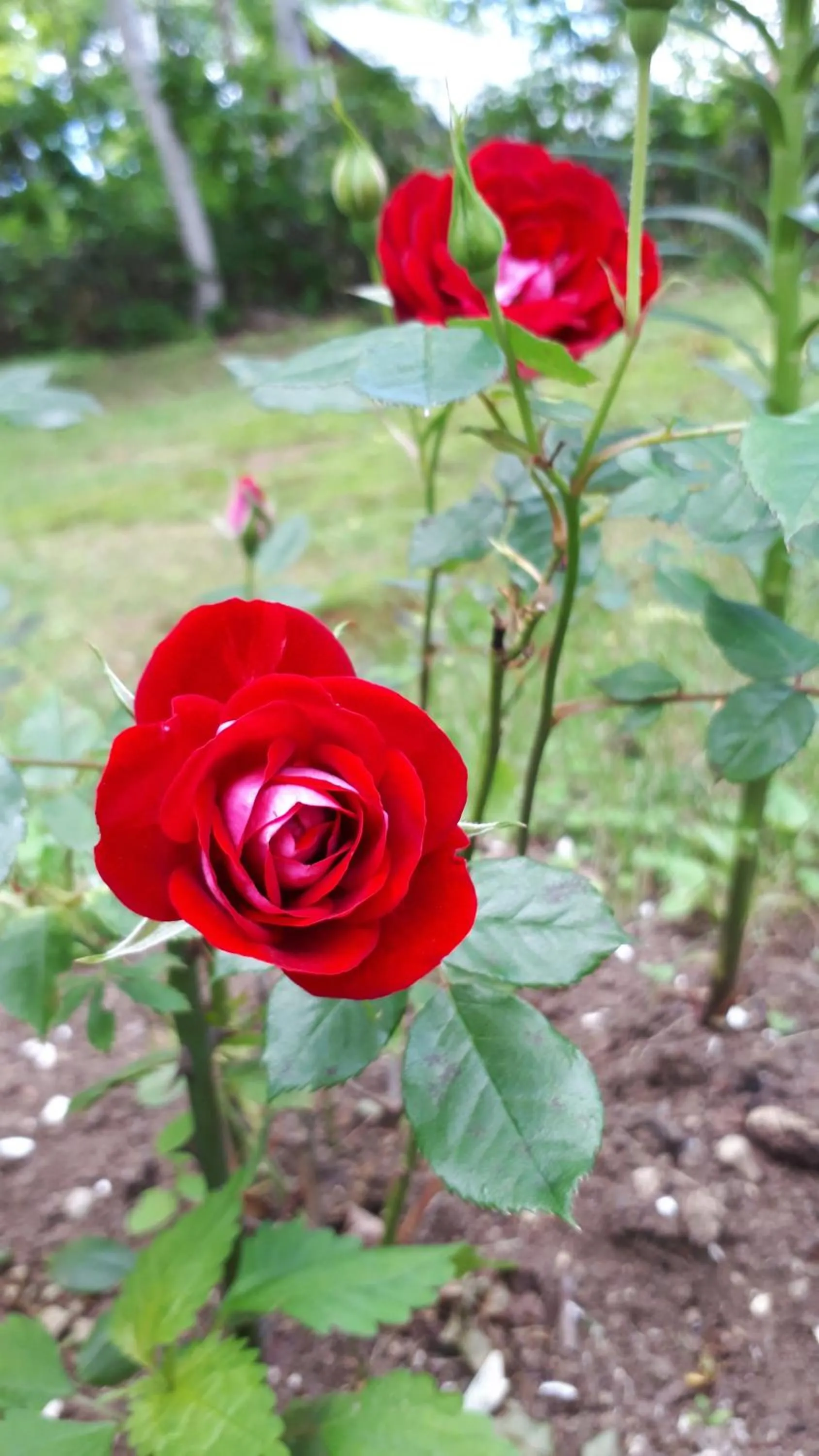 Spring in Bistare Kana