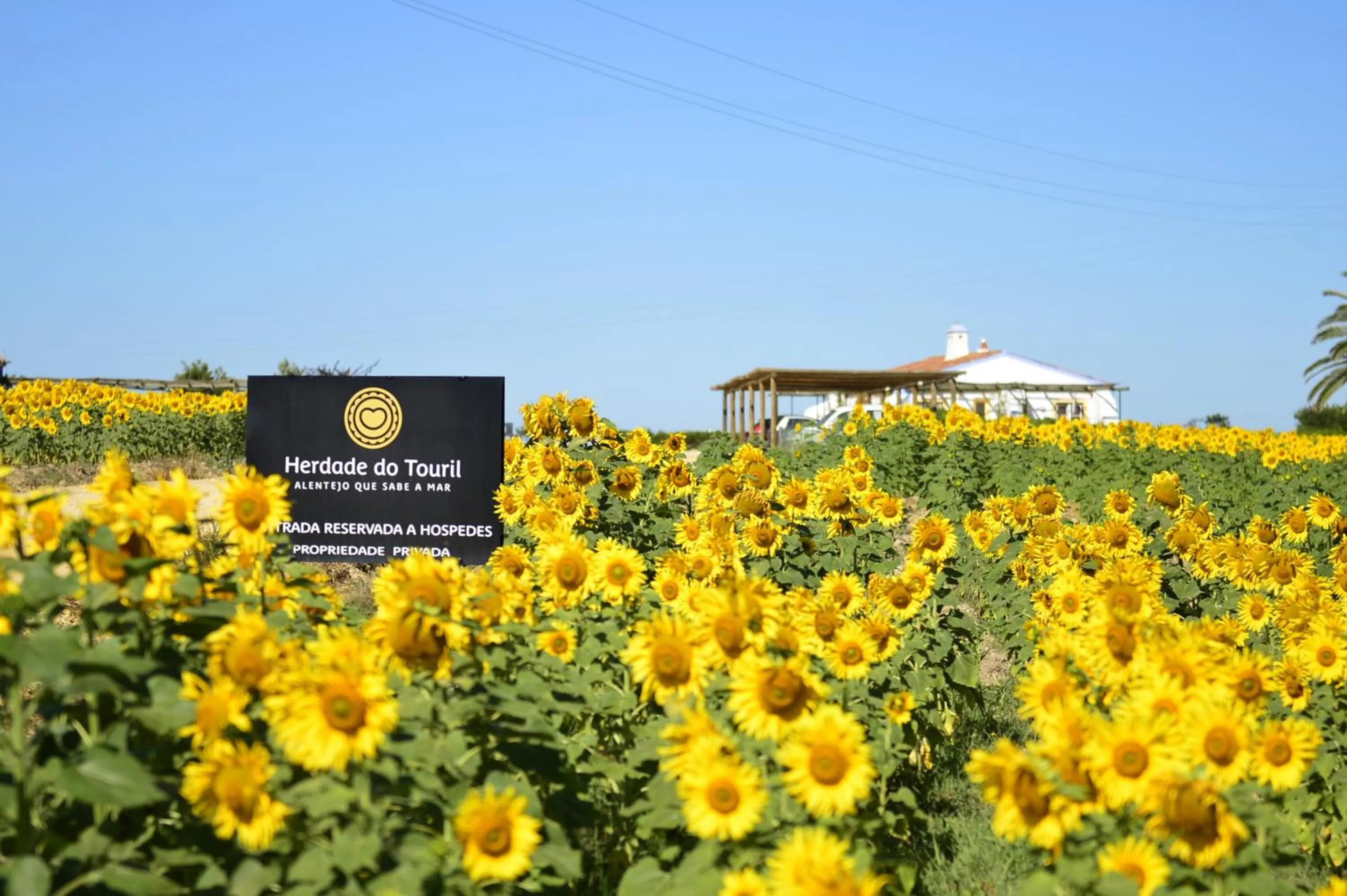 View (from property/room) in Herdade Do Touril