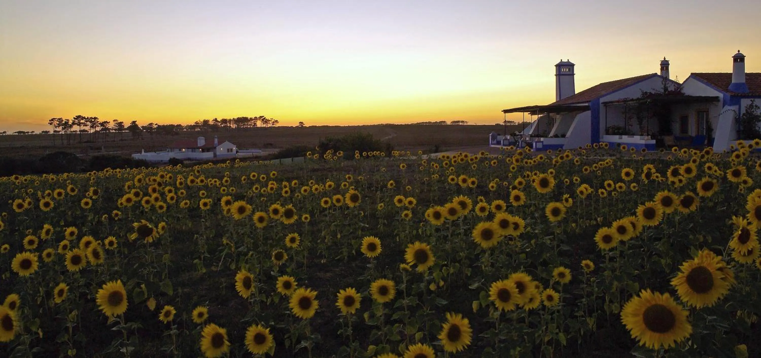 View (from property/room) in Herdade Do Touril