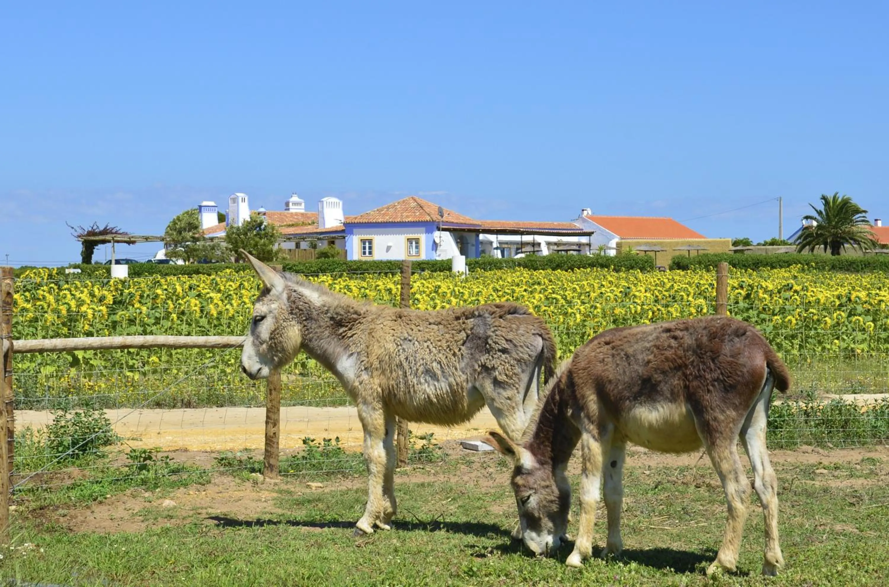 Other in Herdade Do Touril