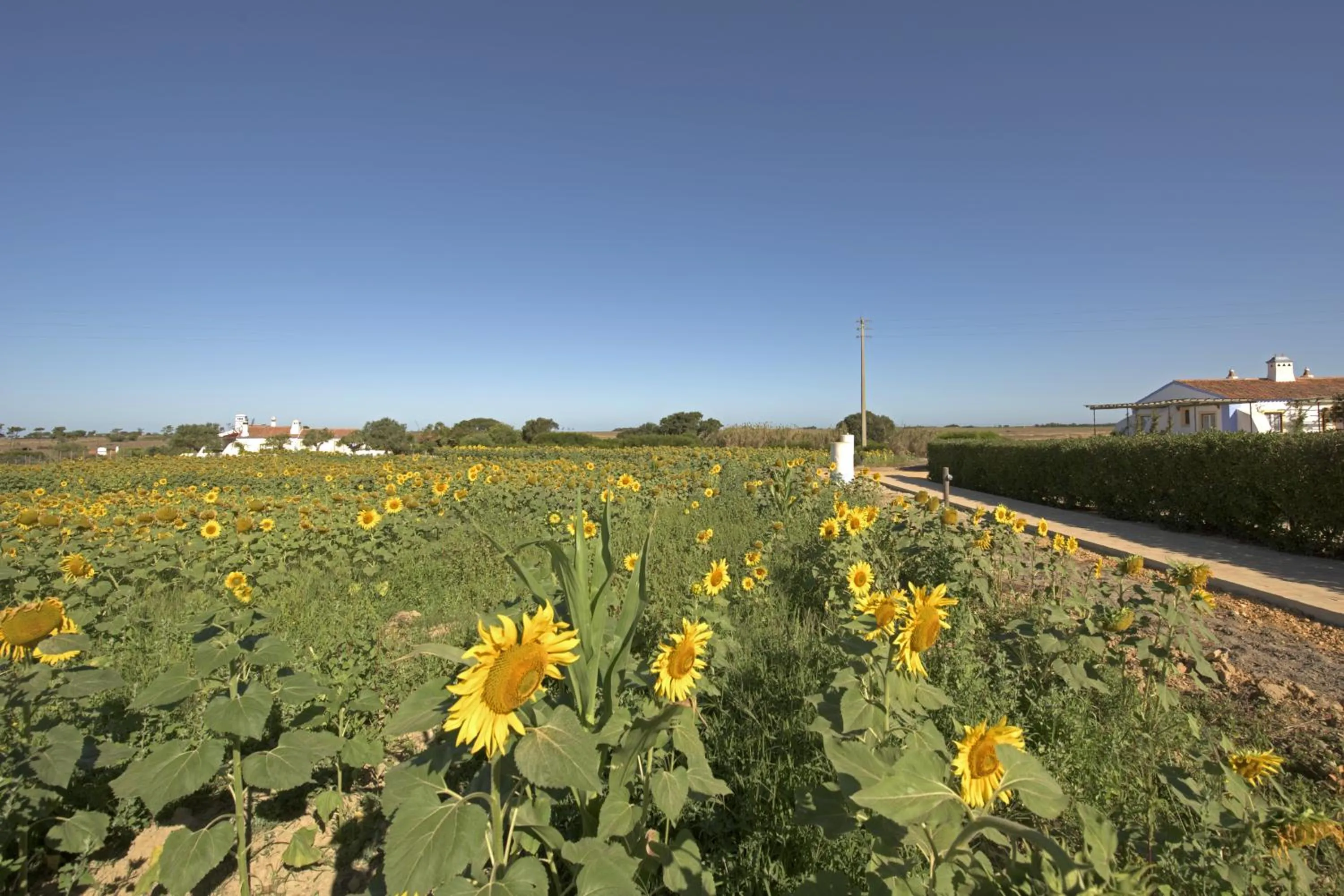 Off site in Herdade Do Touril