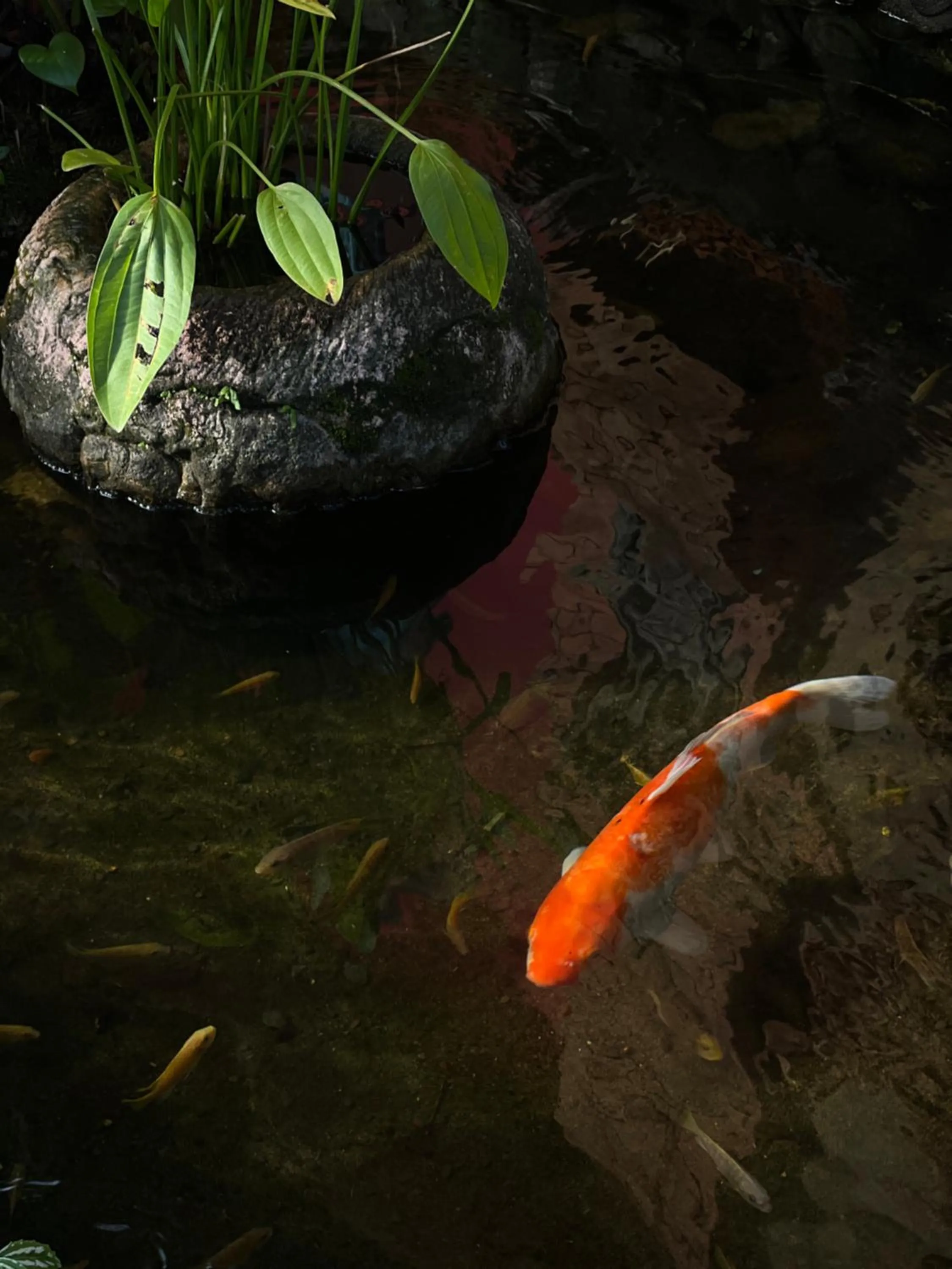 Natural landscape in Baan Ton Rak Boutique Resort