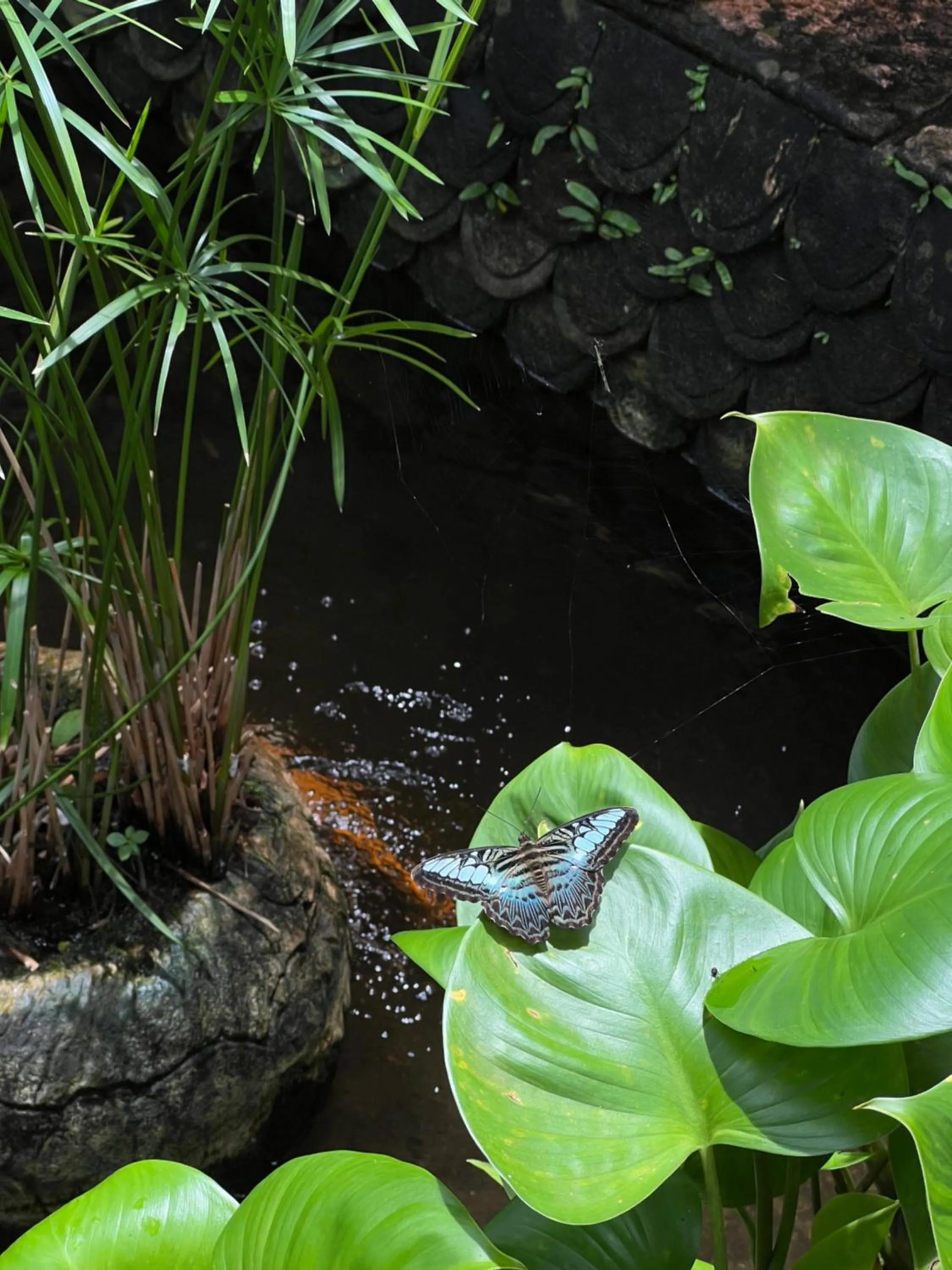 Spring in Baan Ton Rak Boutique Resort