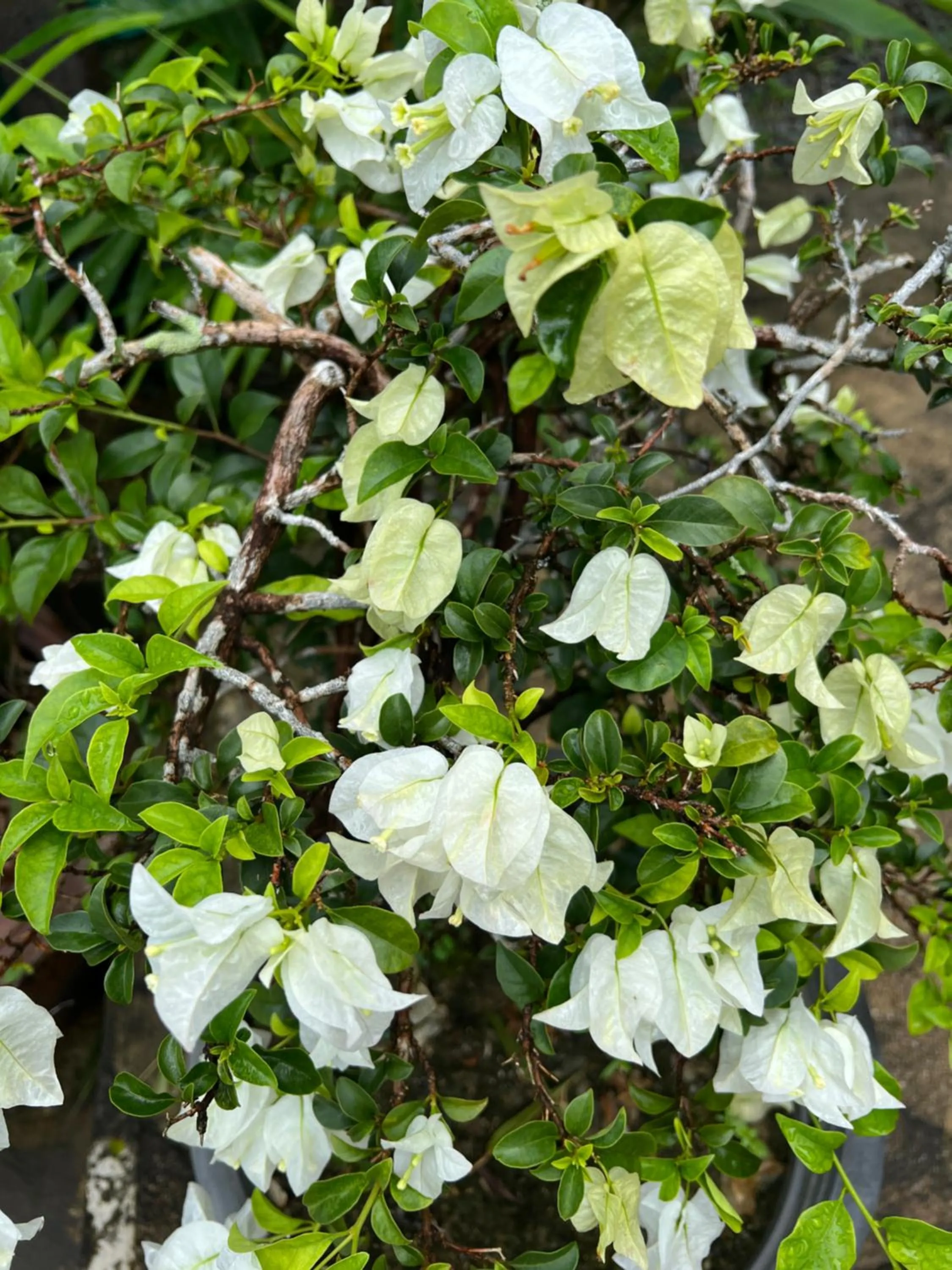 Spring in Baan Ton Rak Boutique Resort