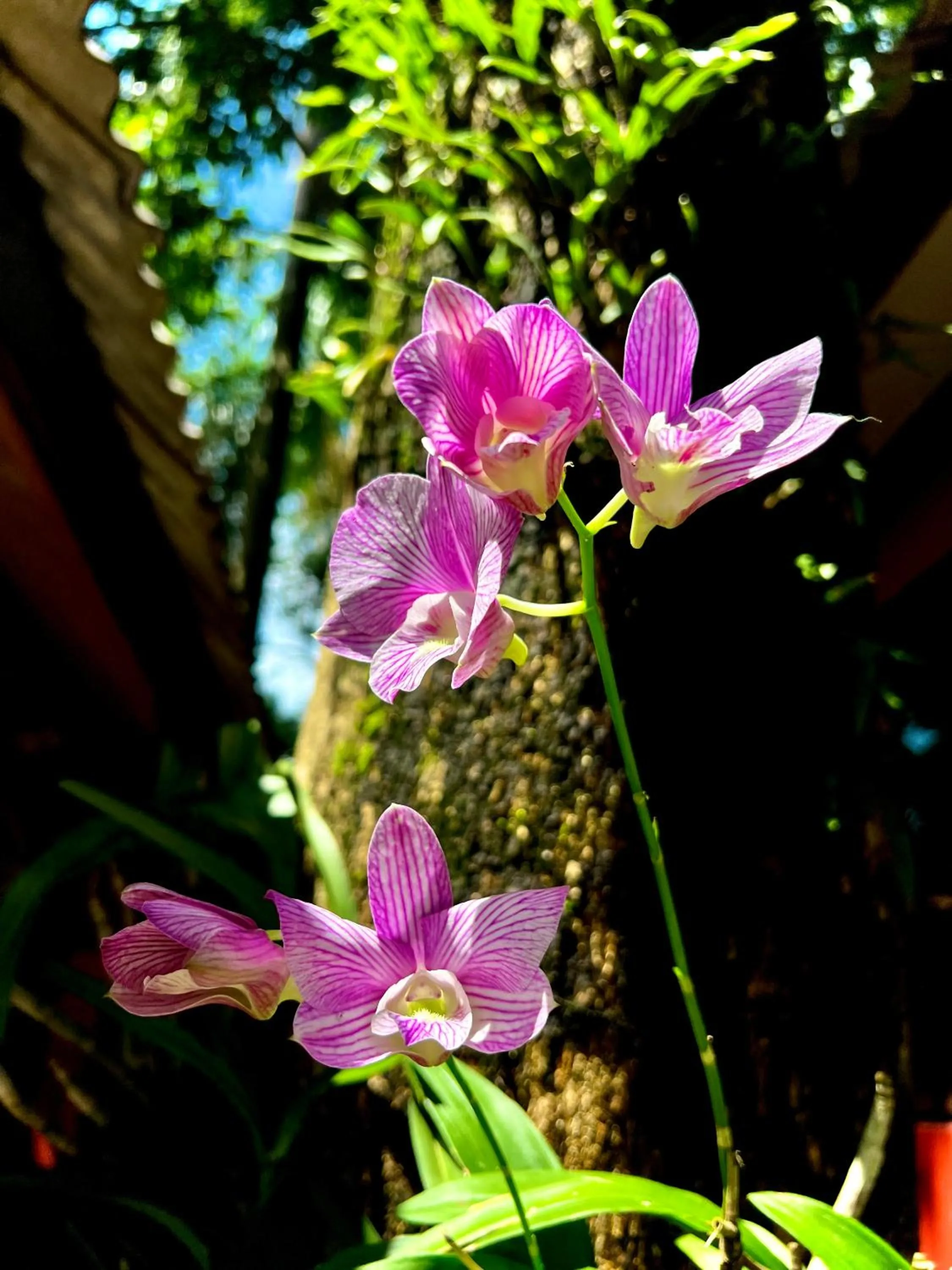 Garden in Baan Ton Rak Boutique Resort