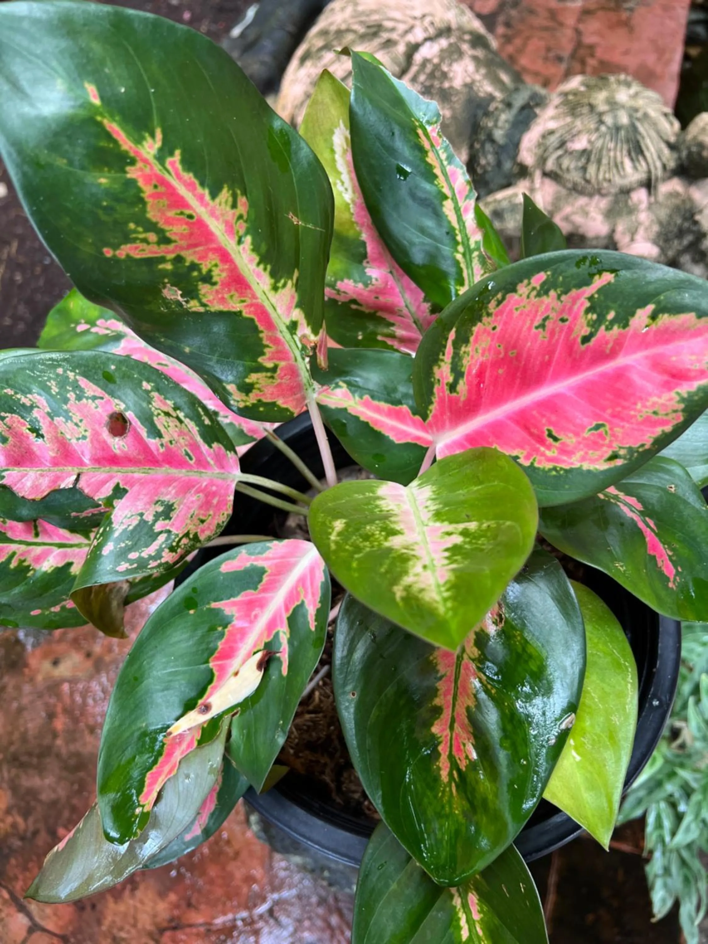 Day in Baan Ton Rak Boutique Resort