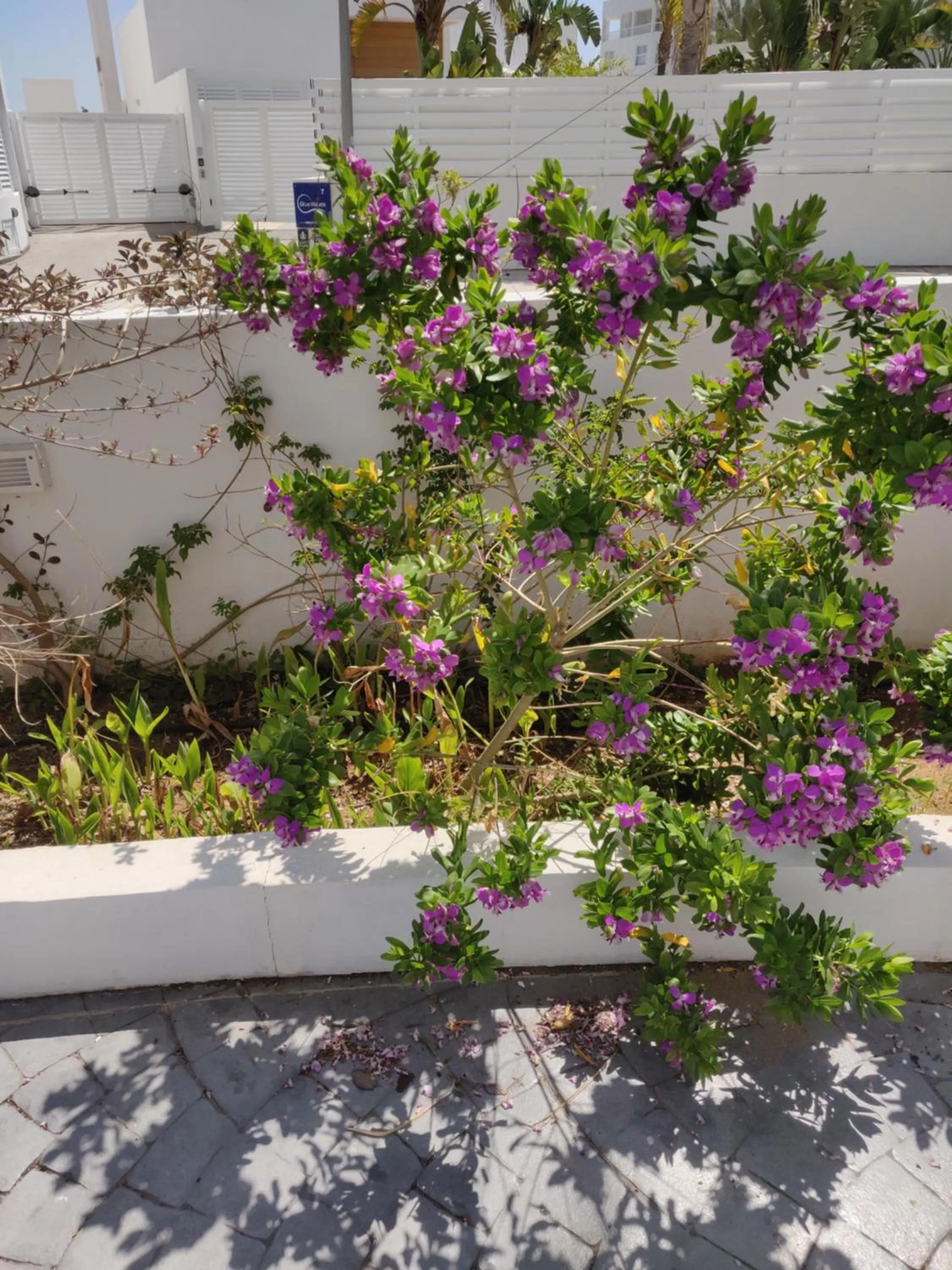 Garden in Captain Pier Hotel