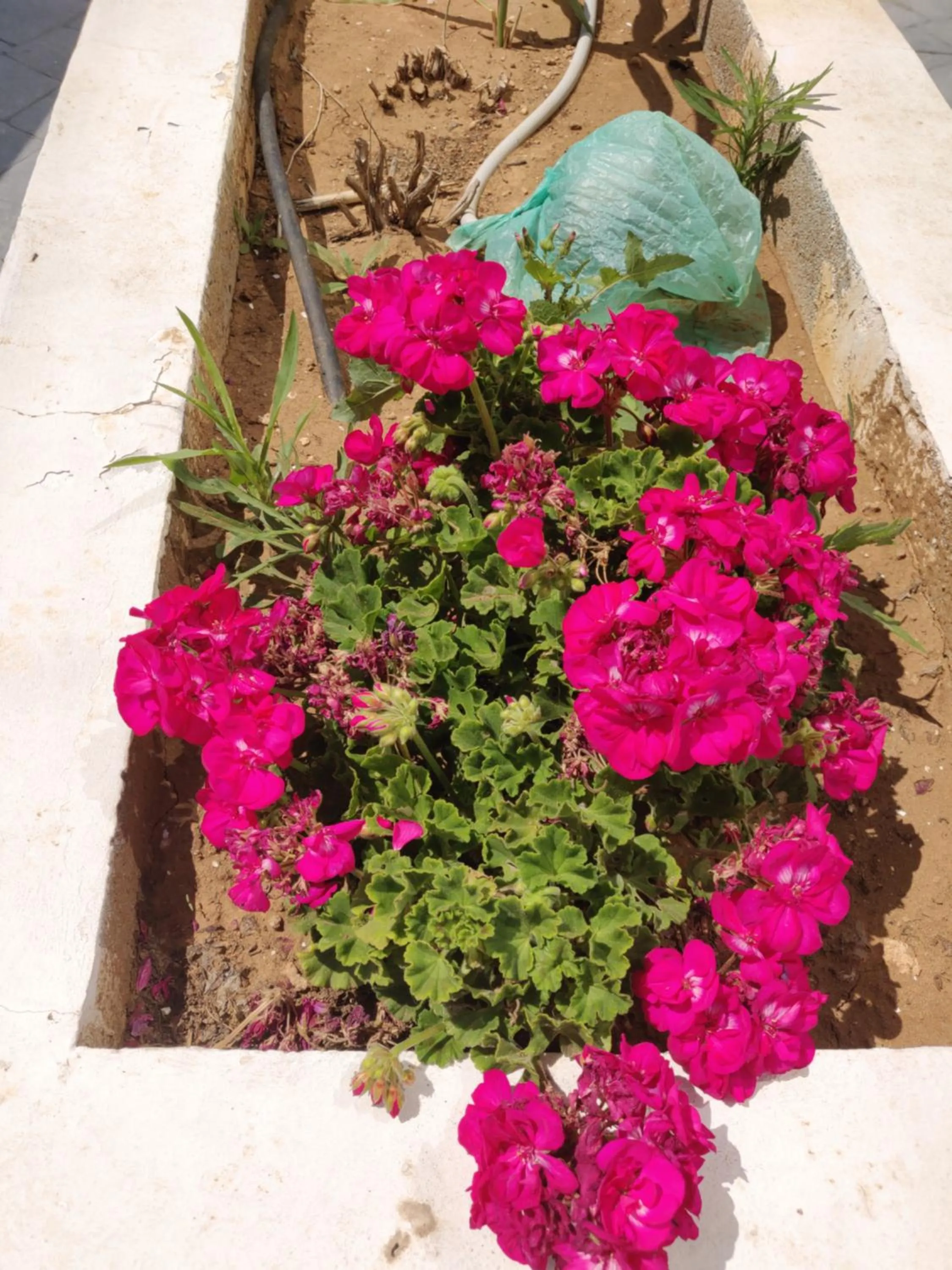 Garden in Captain Pier Hotel