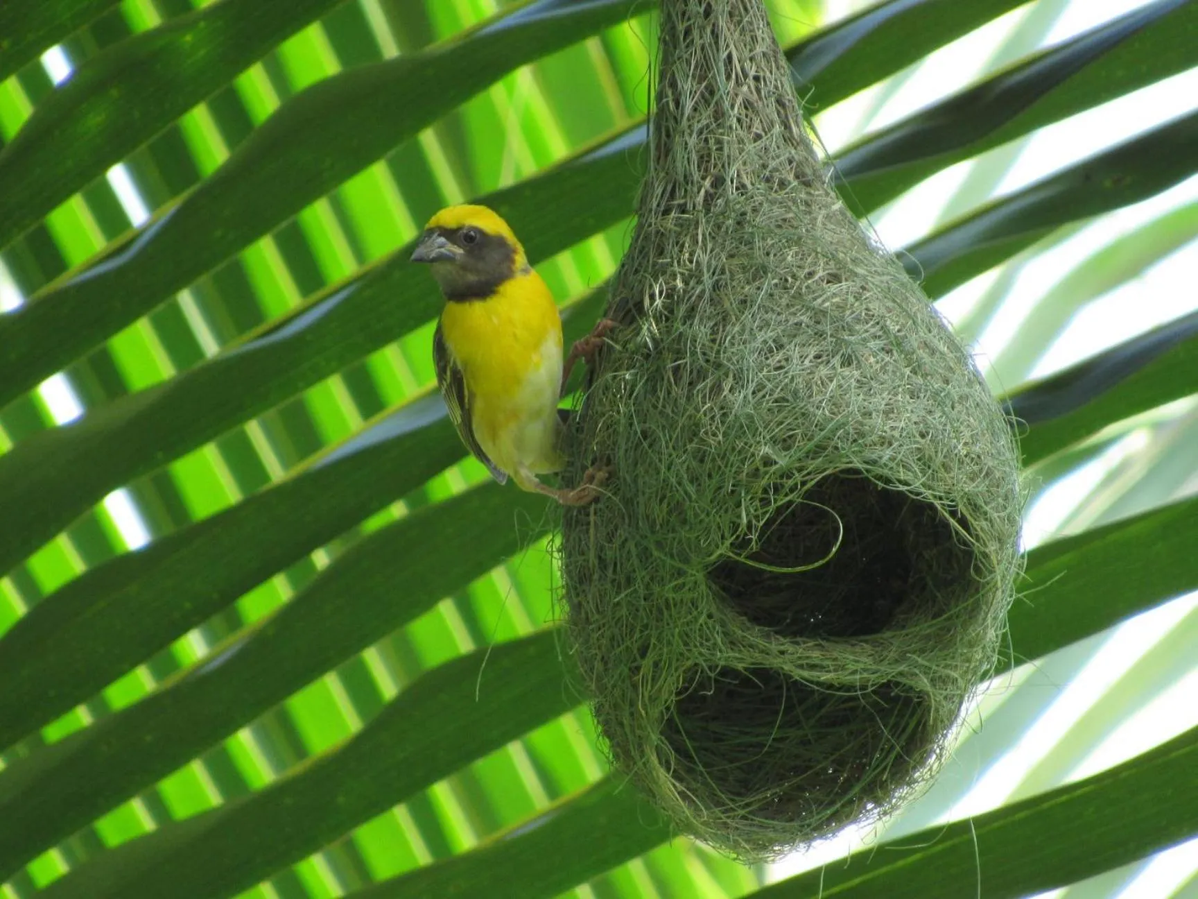 Animals in Wadula Safari - Yala