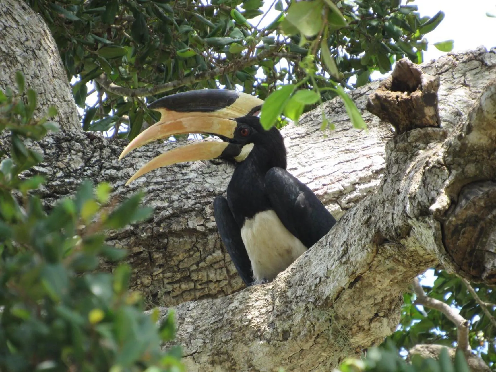 Animals in Wadula Safari - Yala