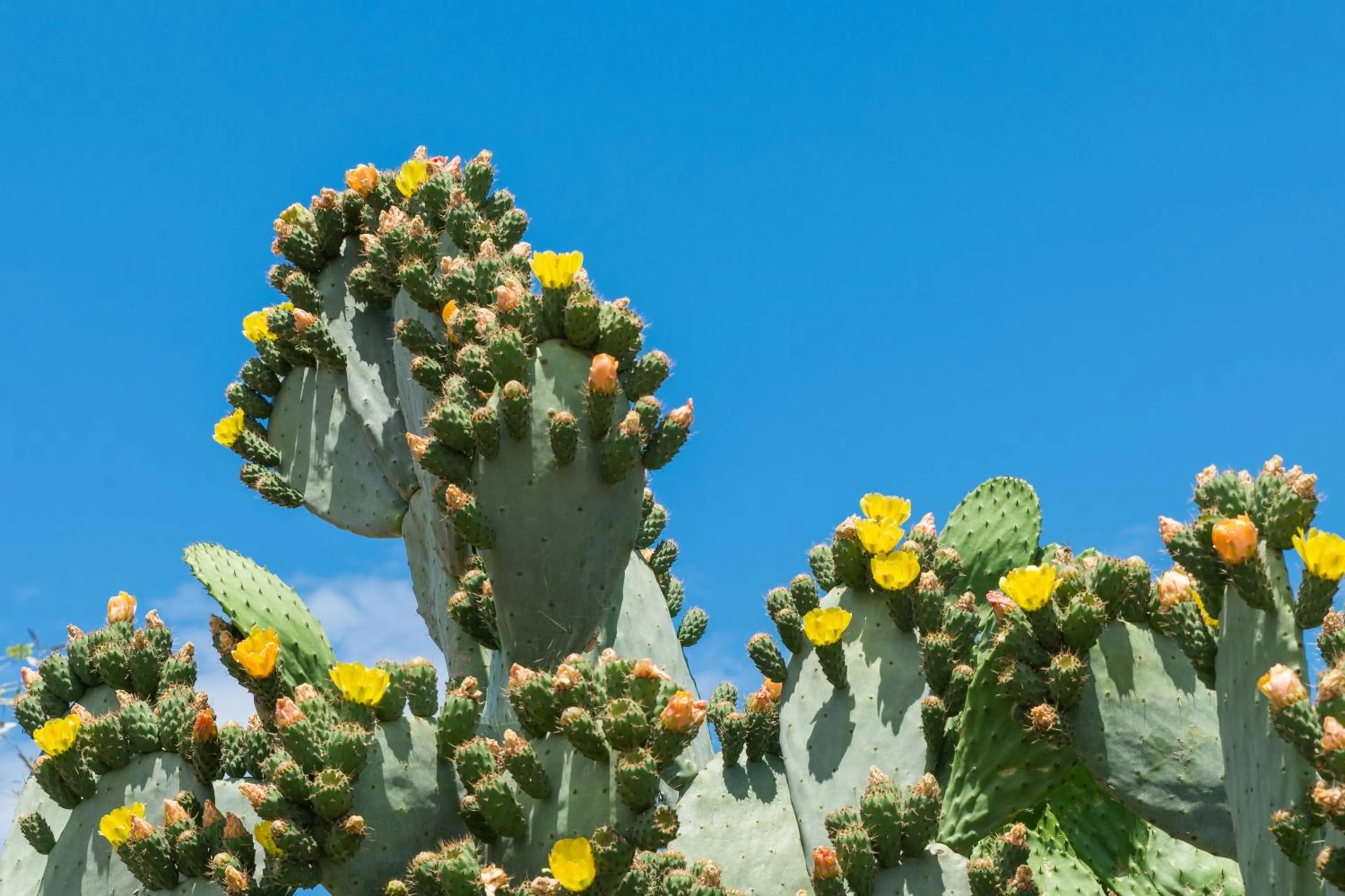 Piccolo Hotel Villa Rosa